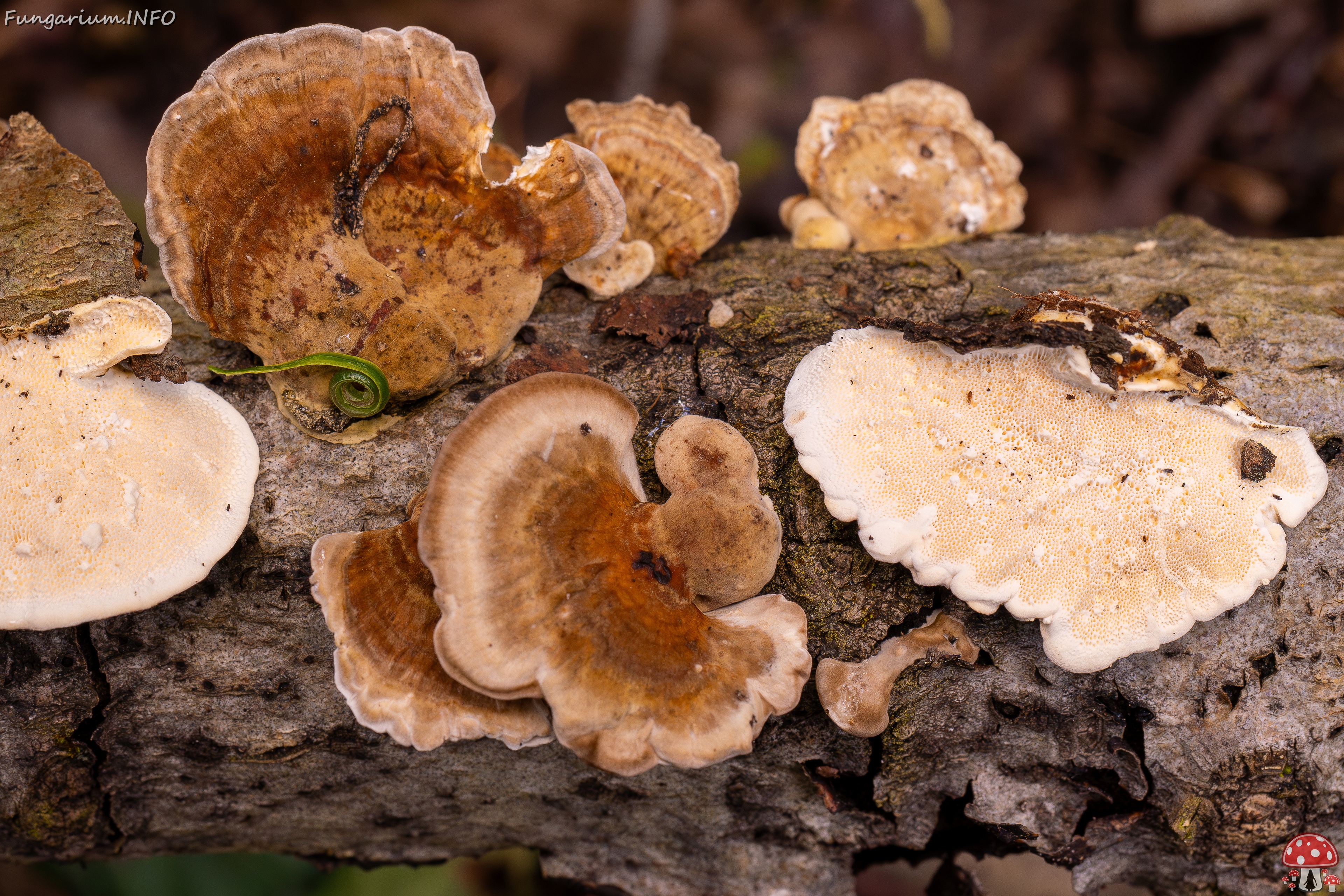 Trametes ochracea _2025-10-04_1-14 
