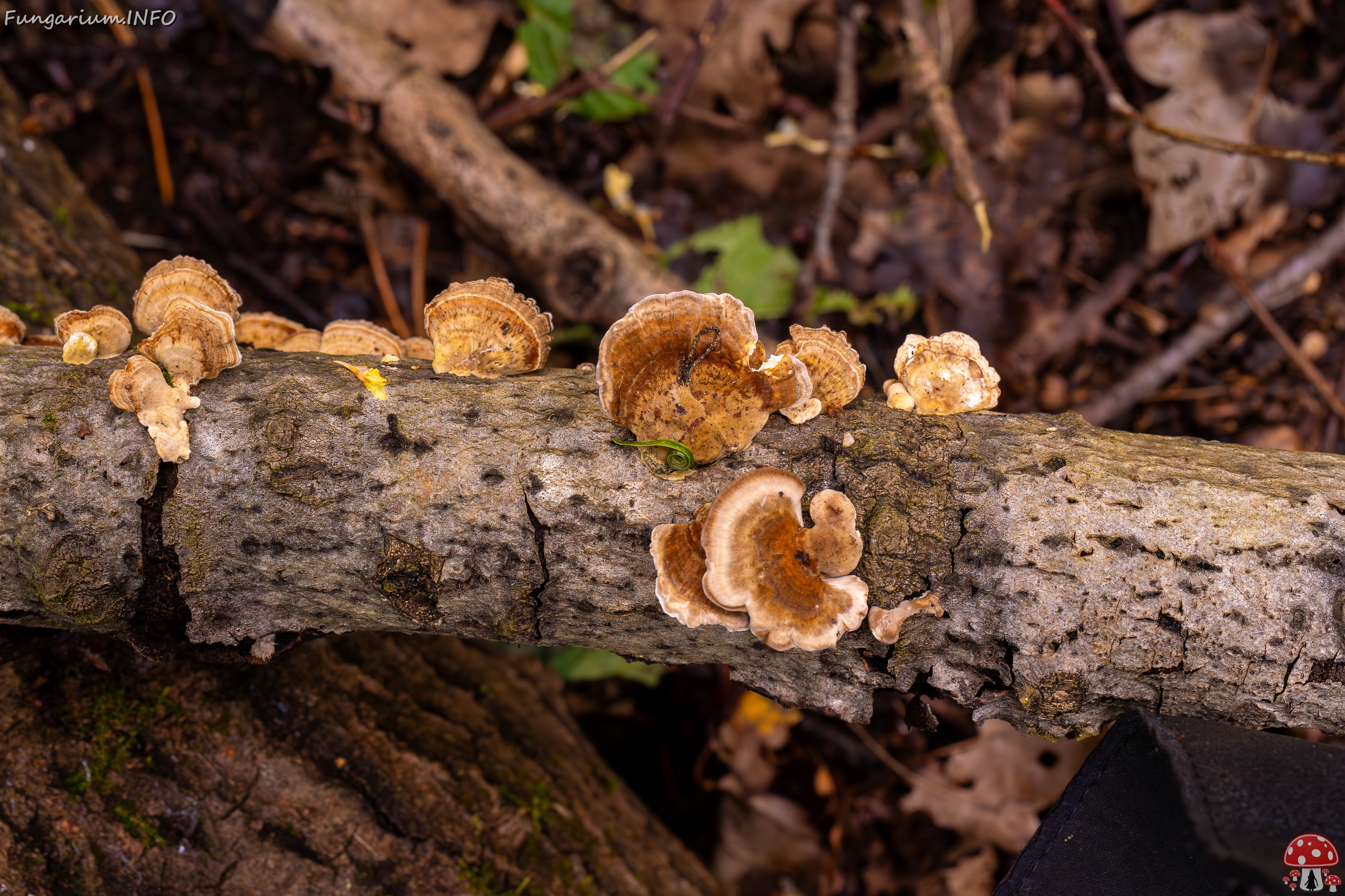 Trametes ochracea _2025-10-04_1-2 