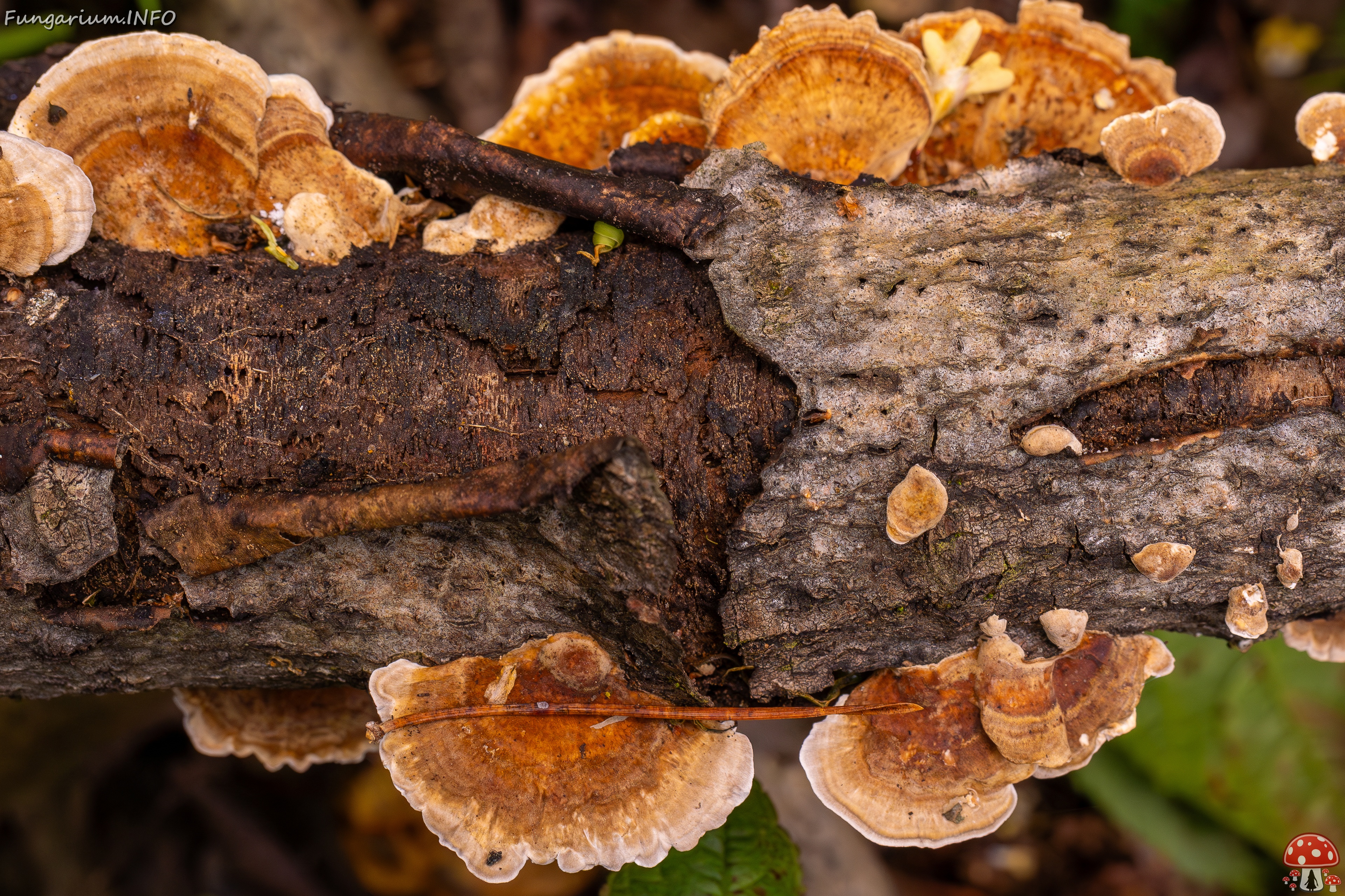 Trametes ochracea _2025-10-04_1-4 