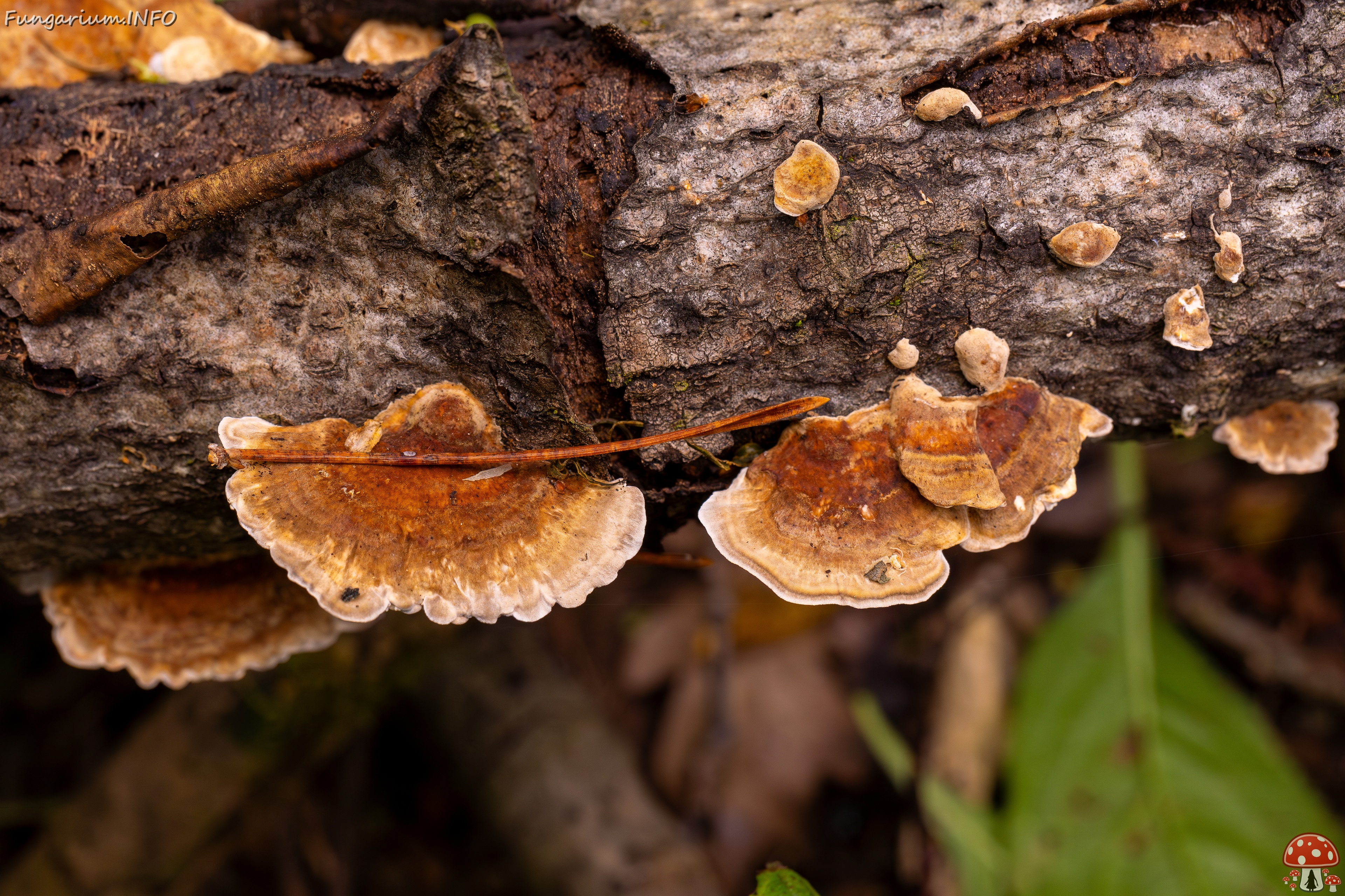 Trametes ochracea _2025-10-04_1-5 
