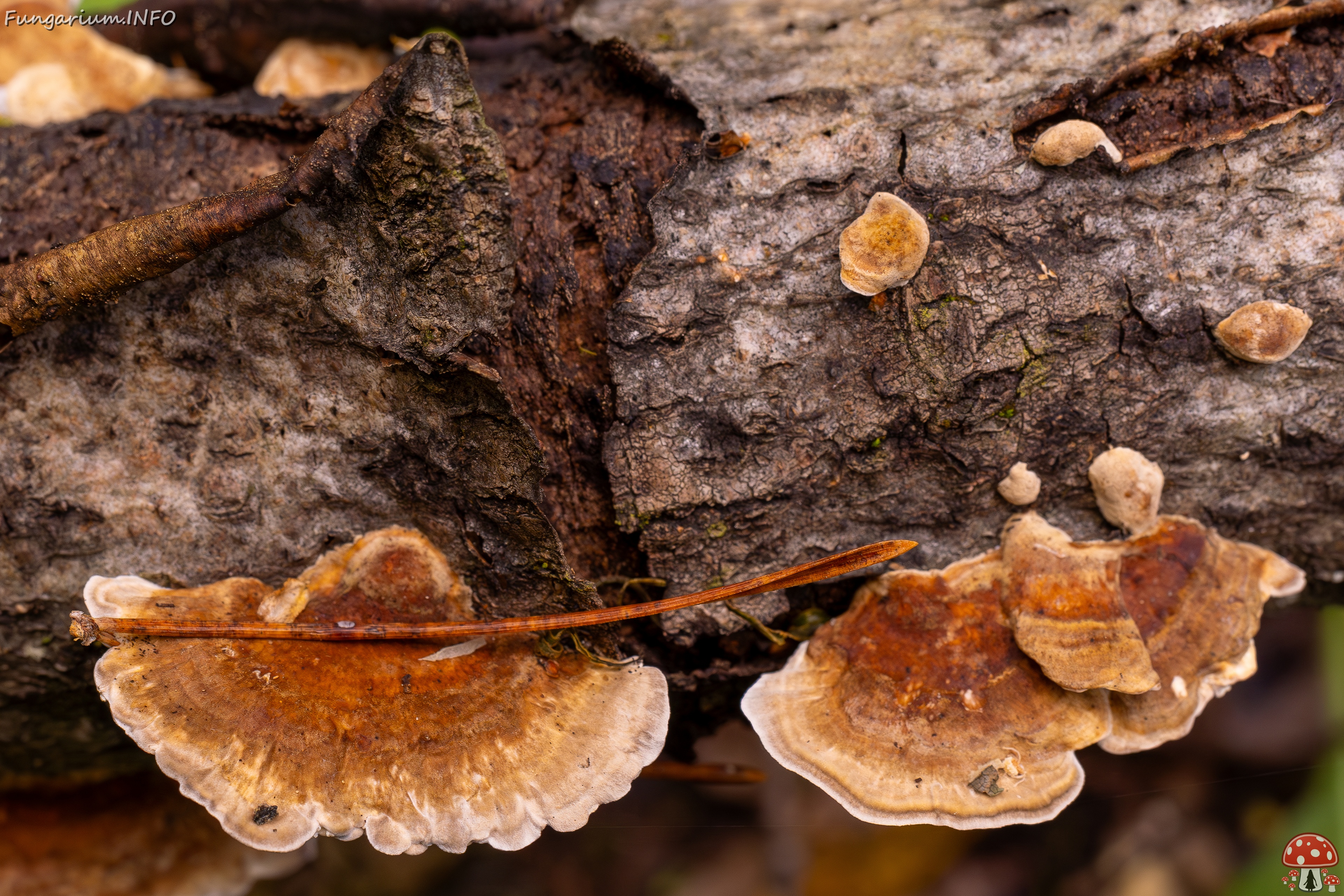 Trametes ochracea _2025-10-04_1-6 