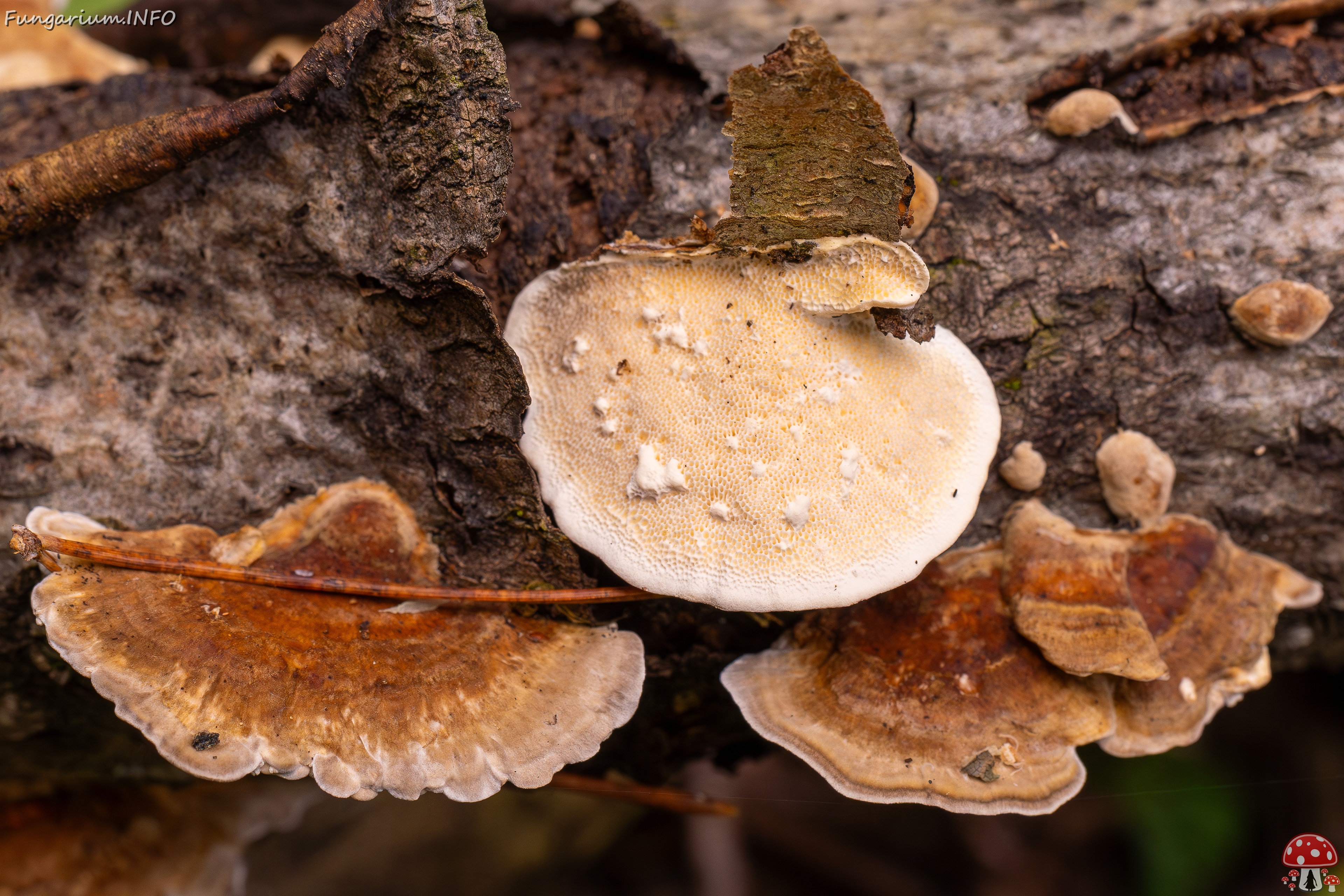 Trametes ochracea _2025-10-04_1-7 
