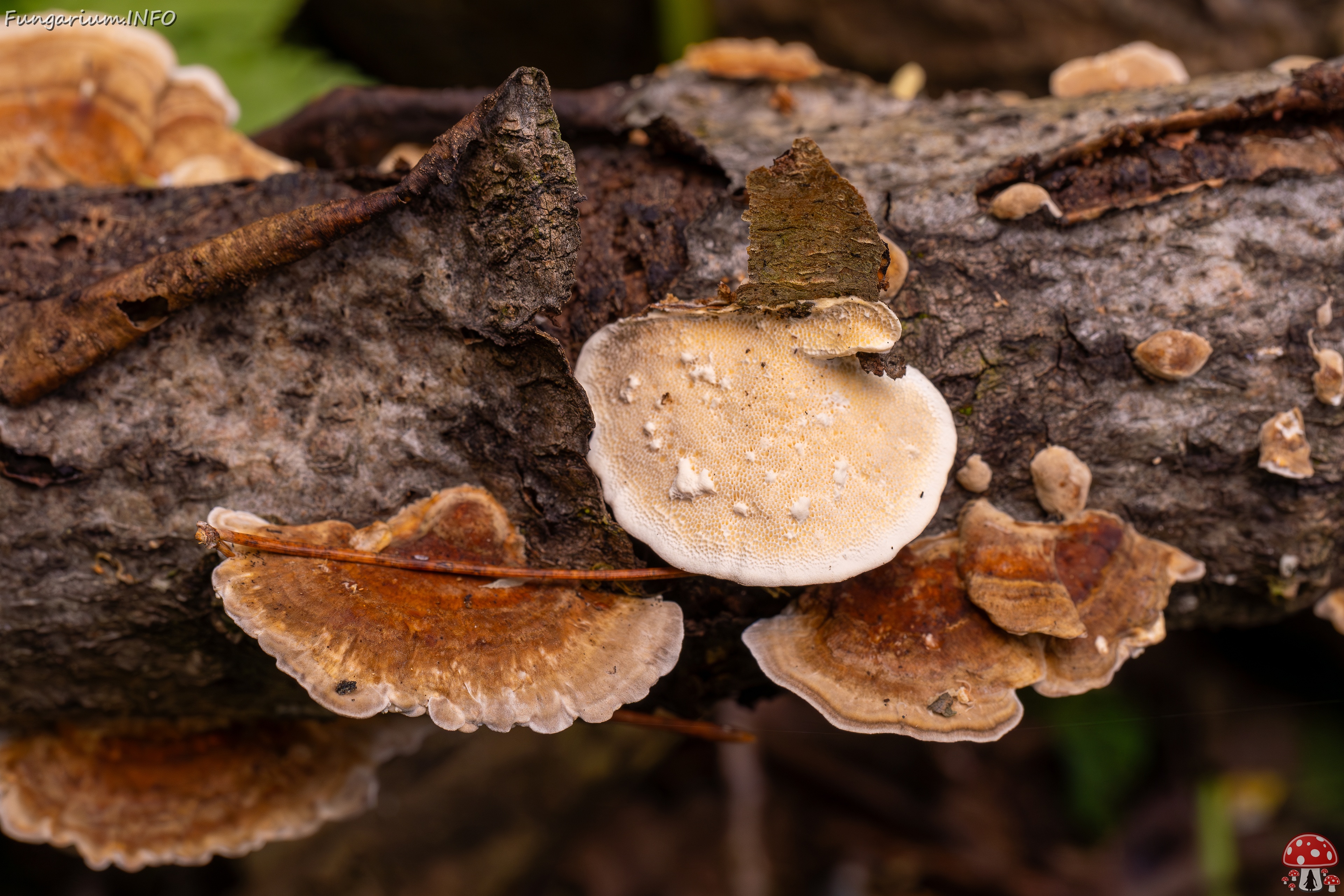 Trametes ochracea _2025-10-04_1-8 