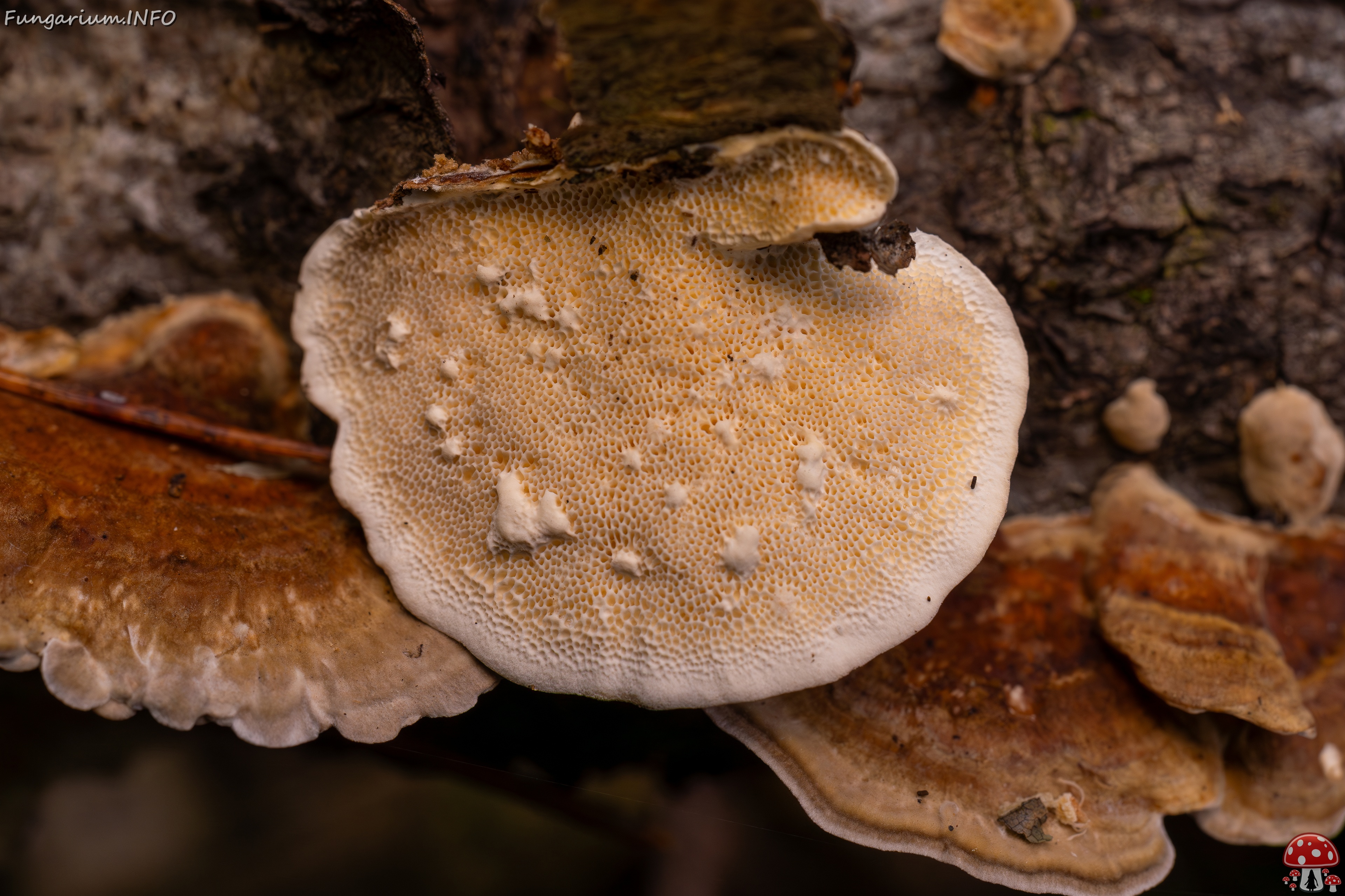 Trametes ochracea _2025-10-04_1-9 