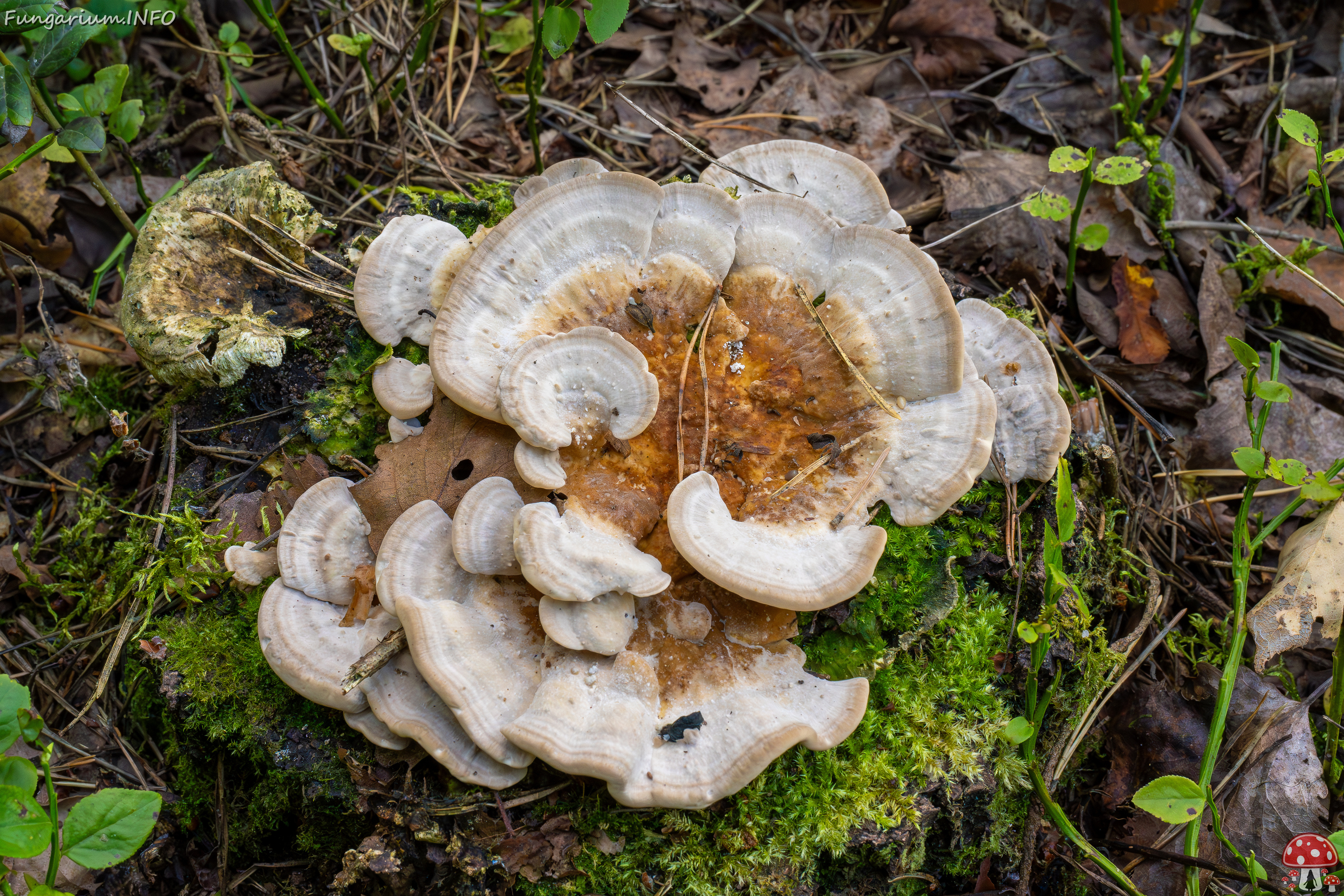 trametes-ochracea_1-1 