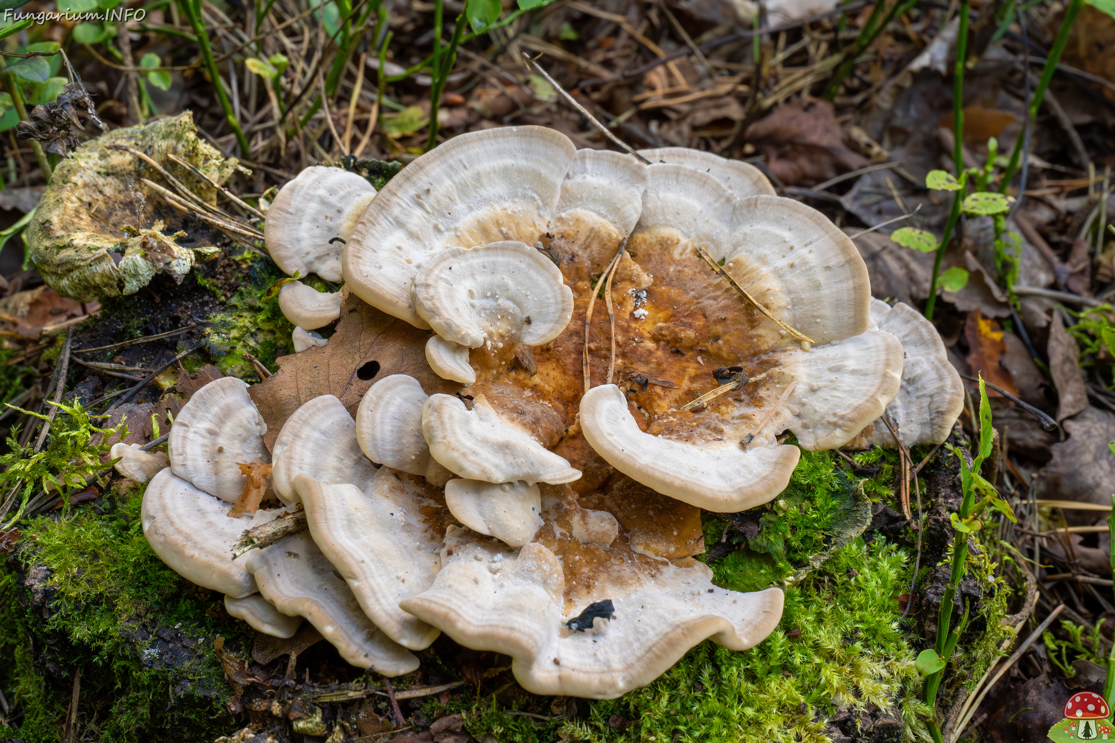 trametes-ochracea_1-10 