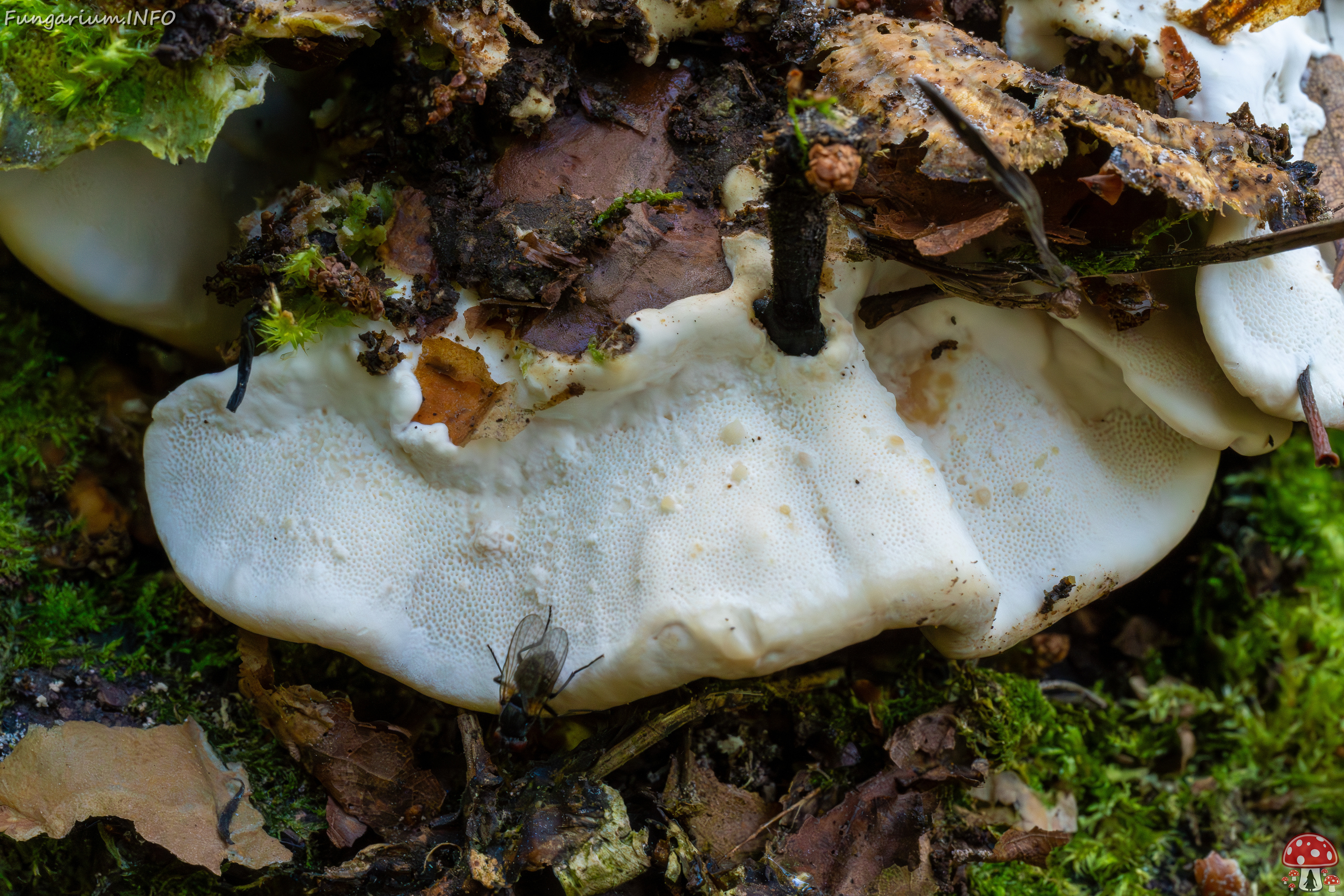 trametes-ochracea_1-11 