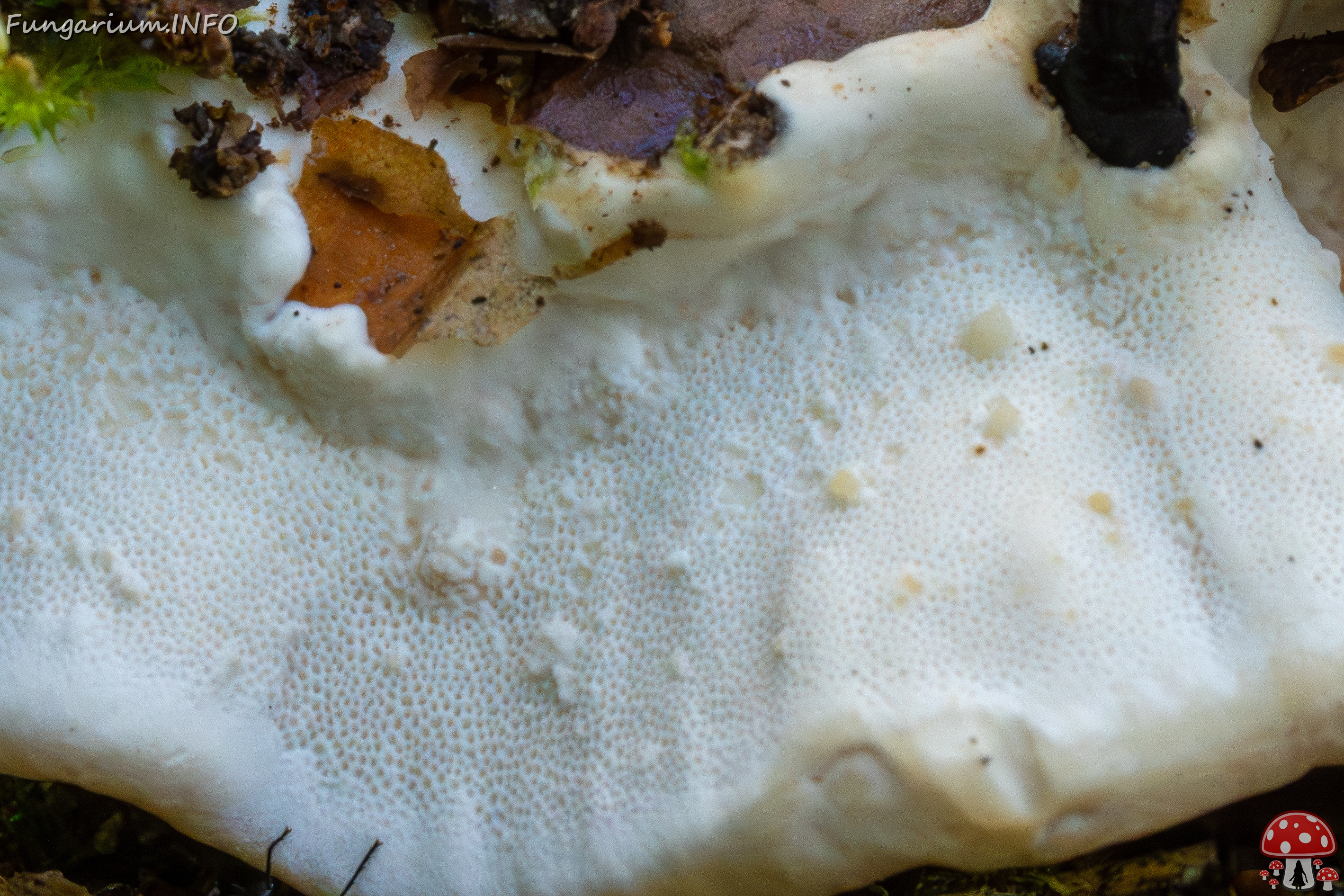 trametes-ochracea_1-12 