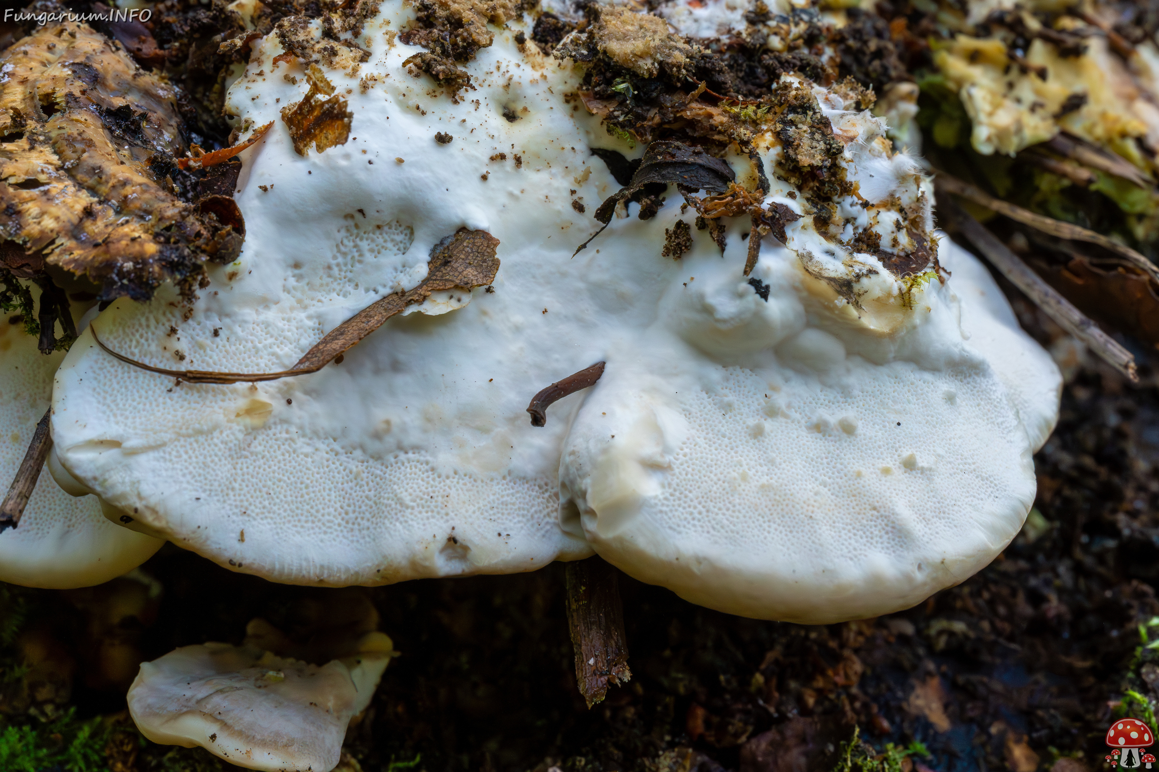 trametes-ochracea_1-15 