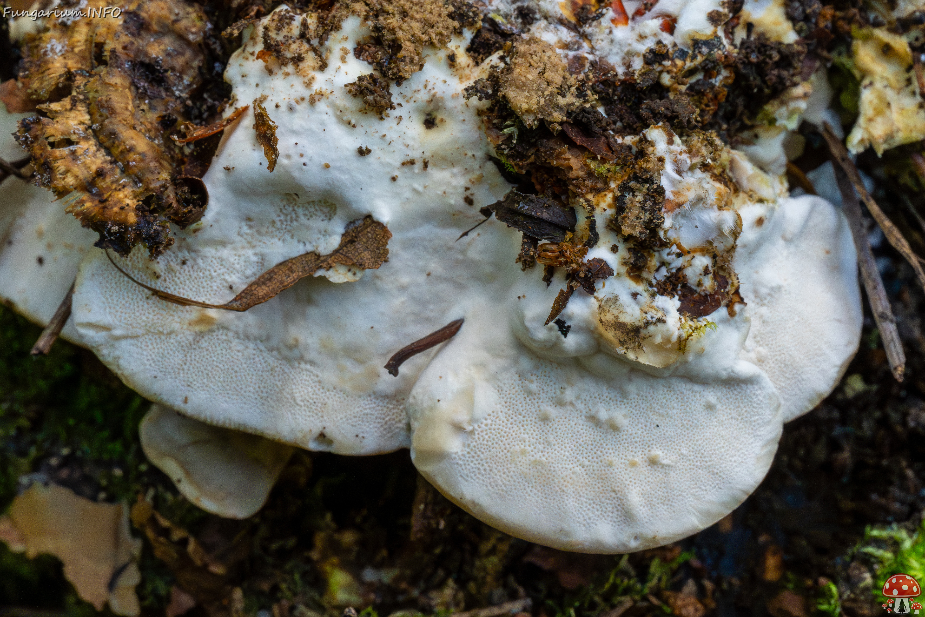 trametes-ochracea_1-16 