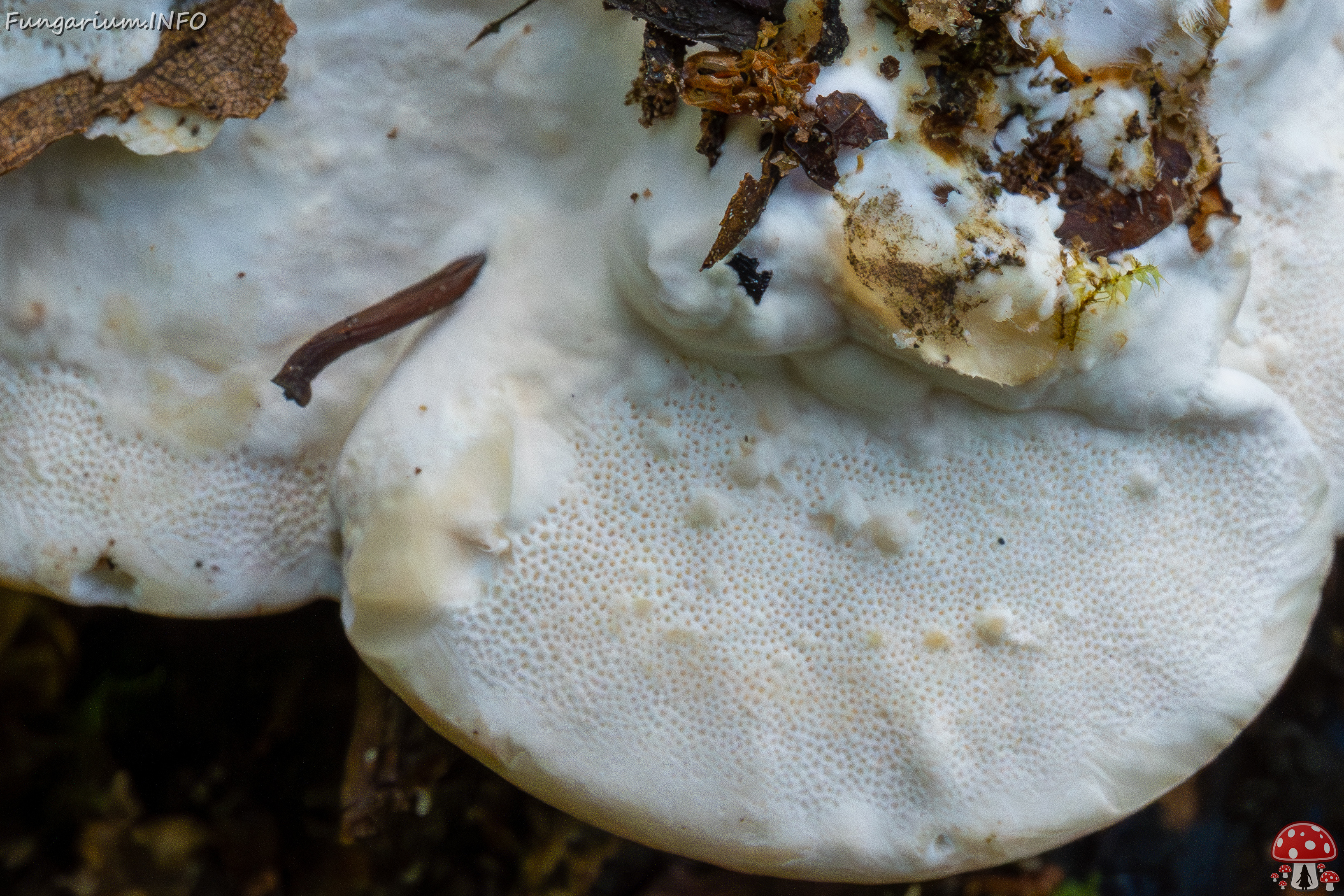 trametes-ochracea_1-17 