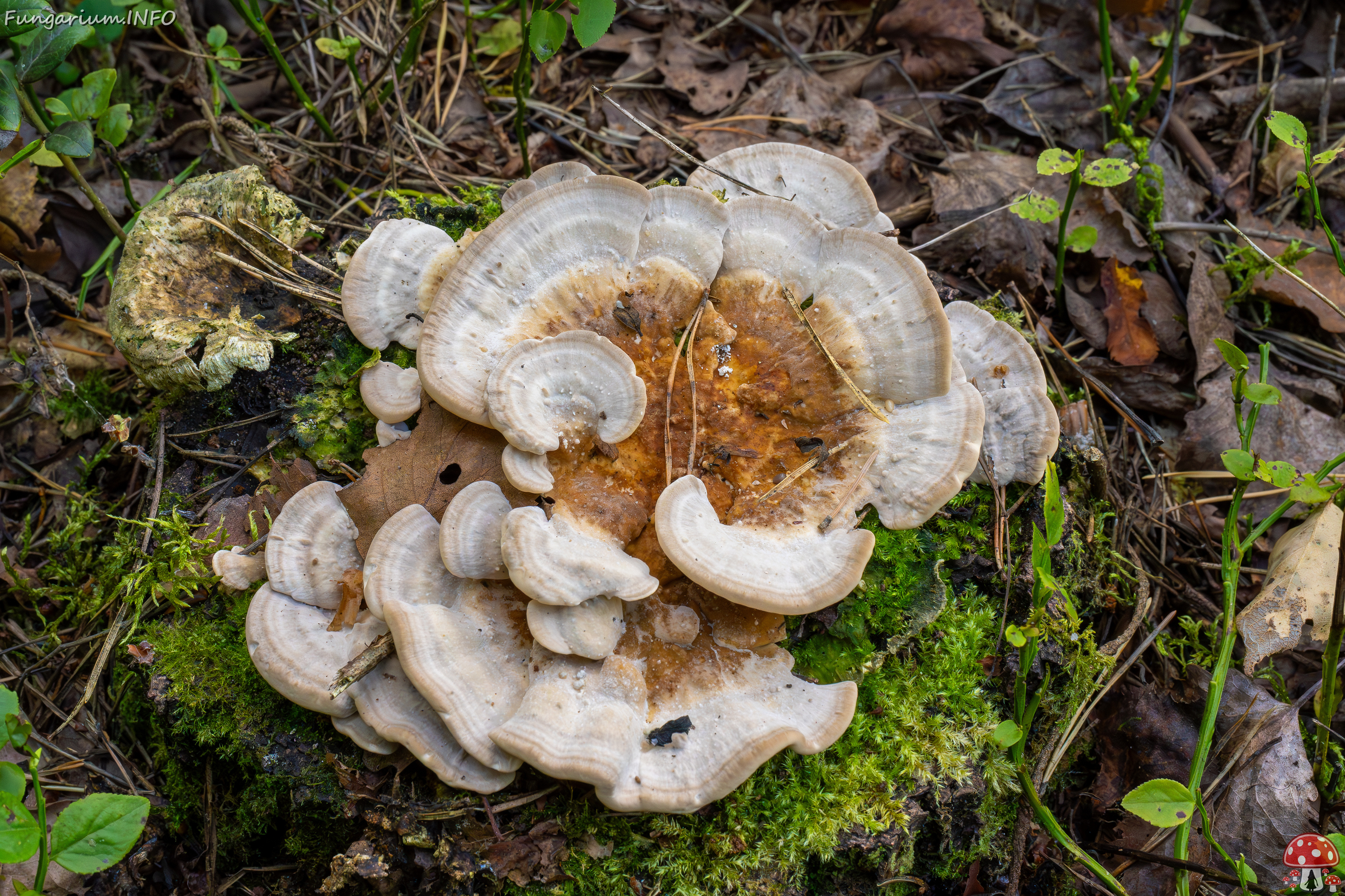 trametes-ochracea_1-2 