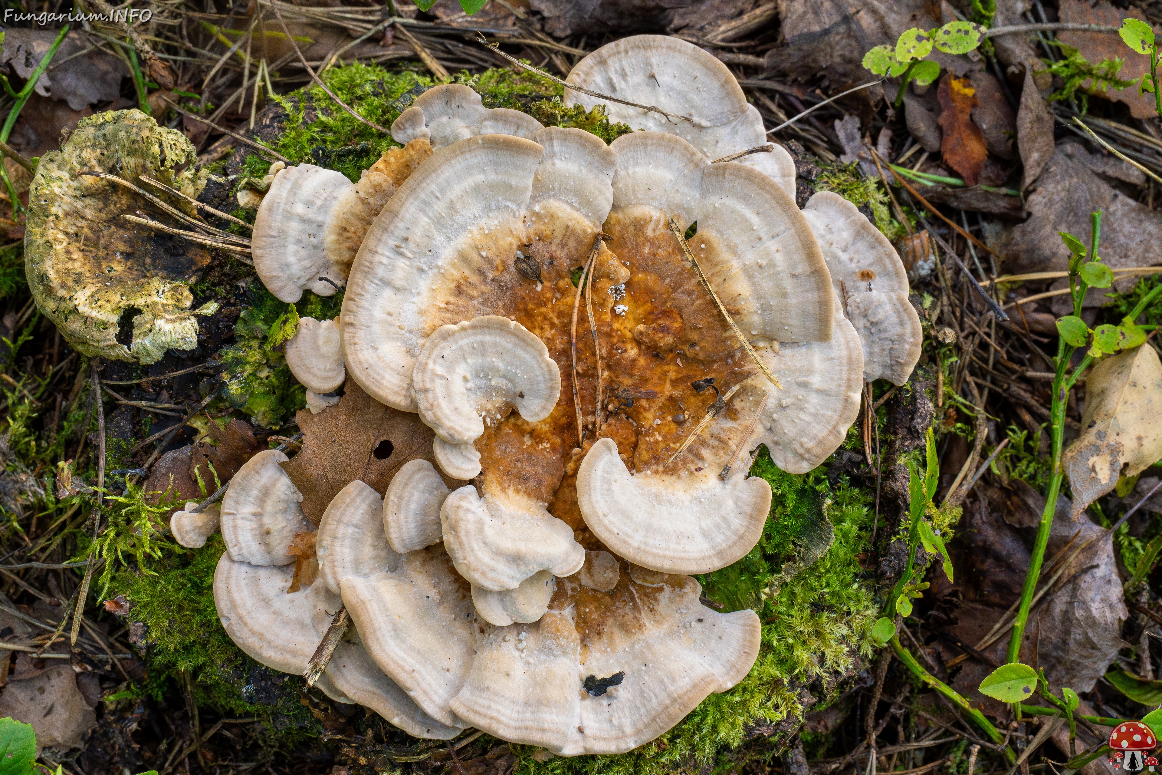 trametes-ochracea_1-3 
