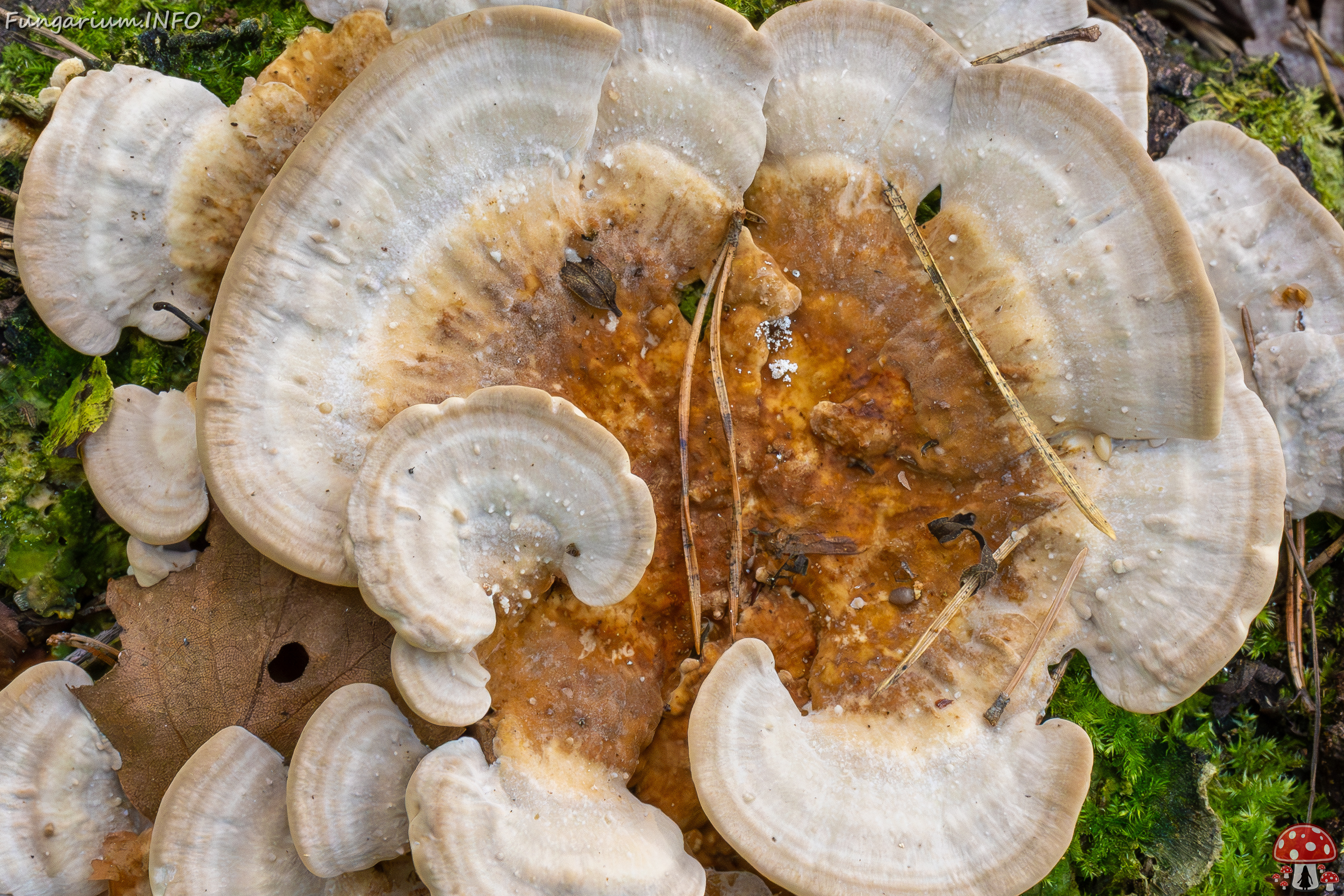 trametes-ochracea_1-4 