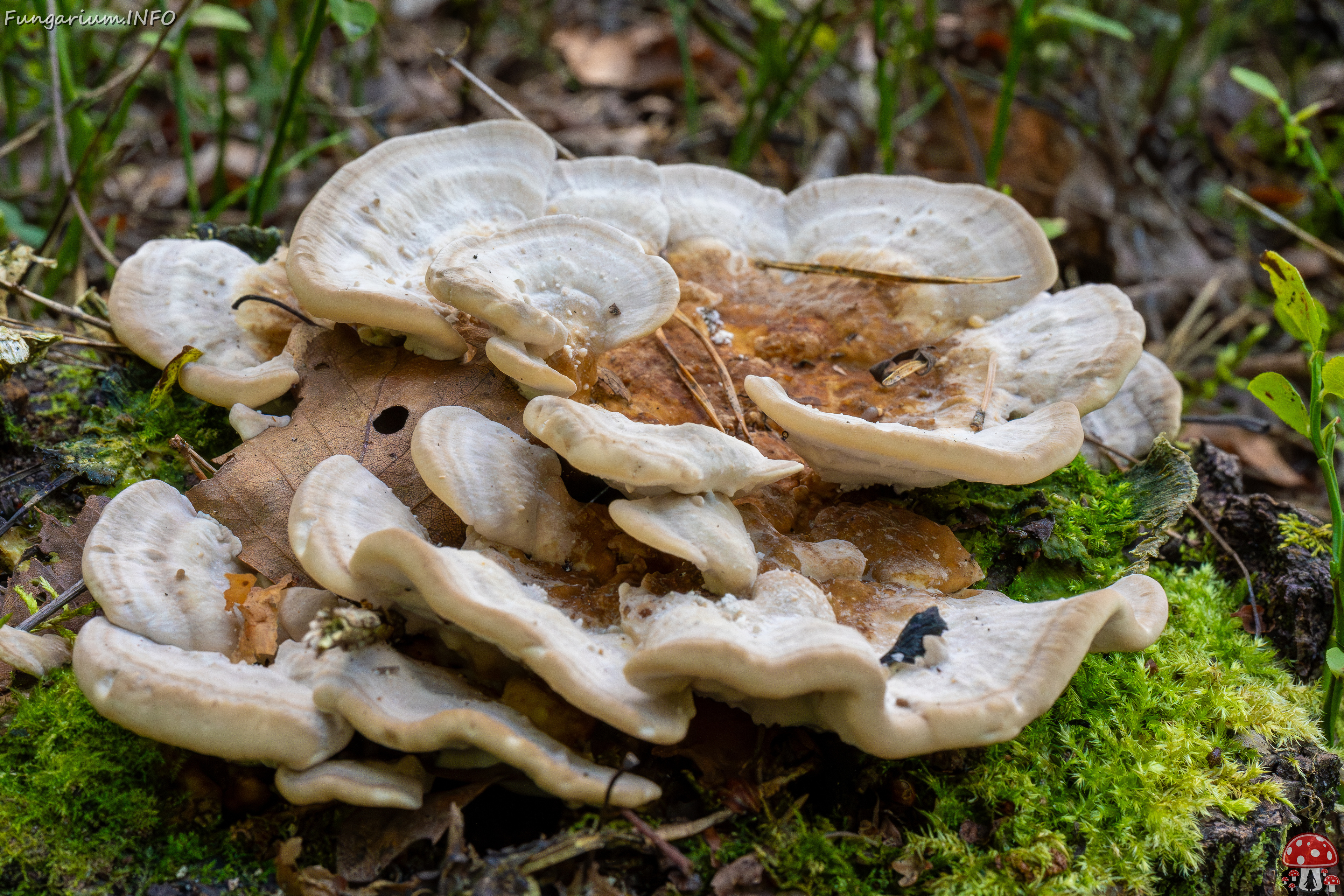 trametes-ochracea_1-5 