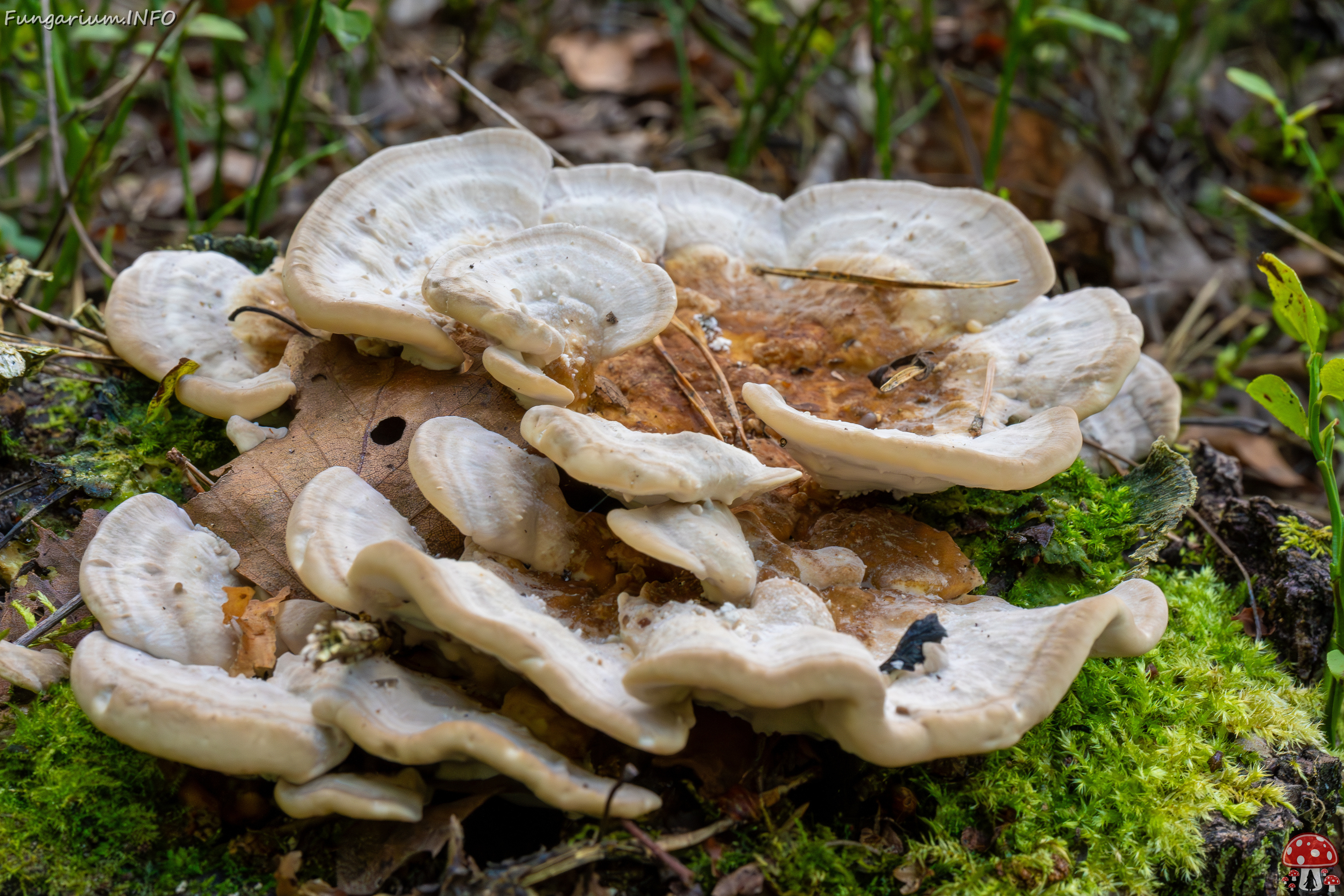 trametes-ochracea_1-6 