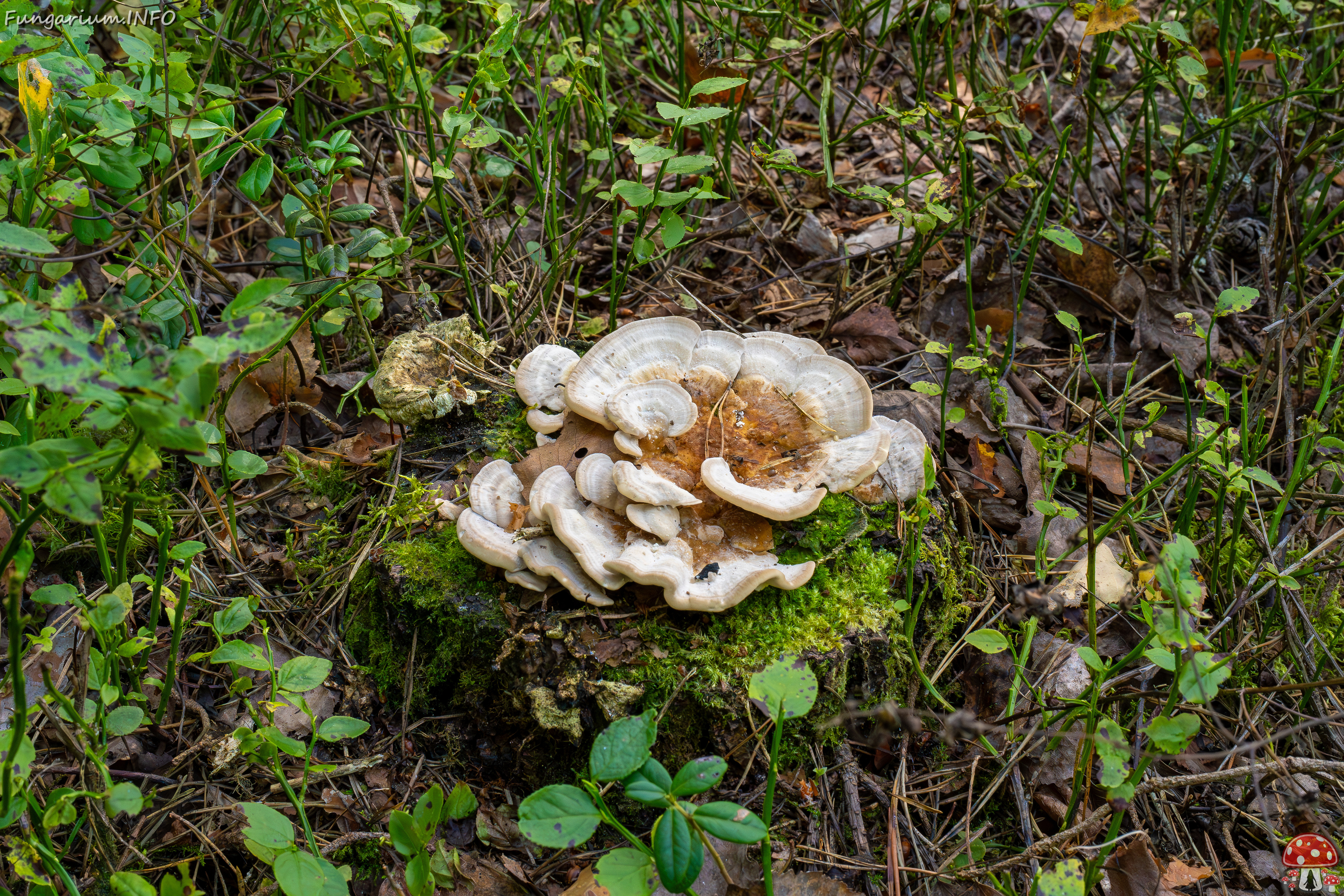 trametes-ochracea_1-7 