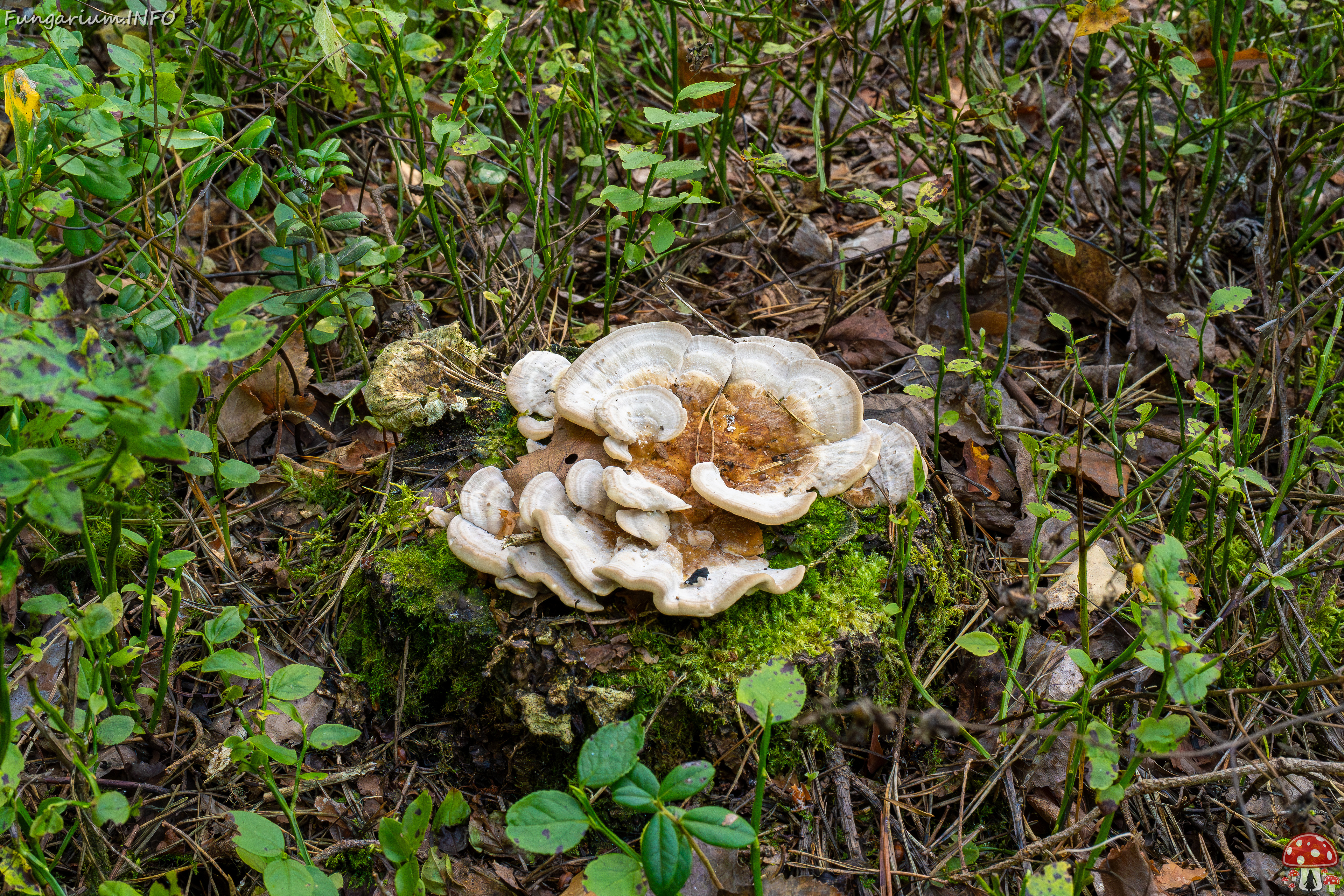 trametes-ochracea_1-8 