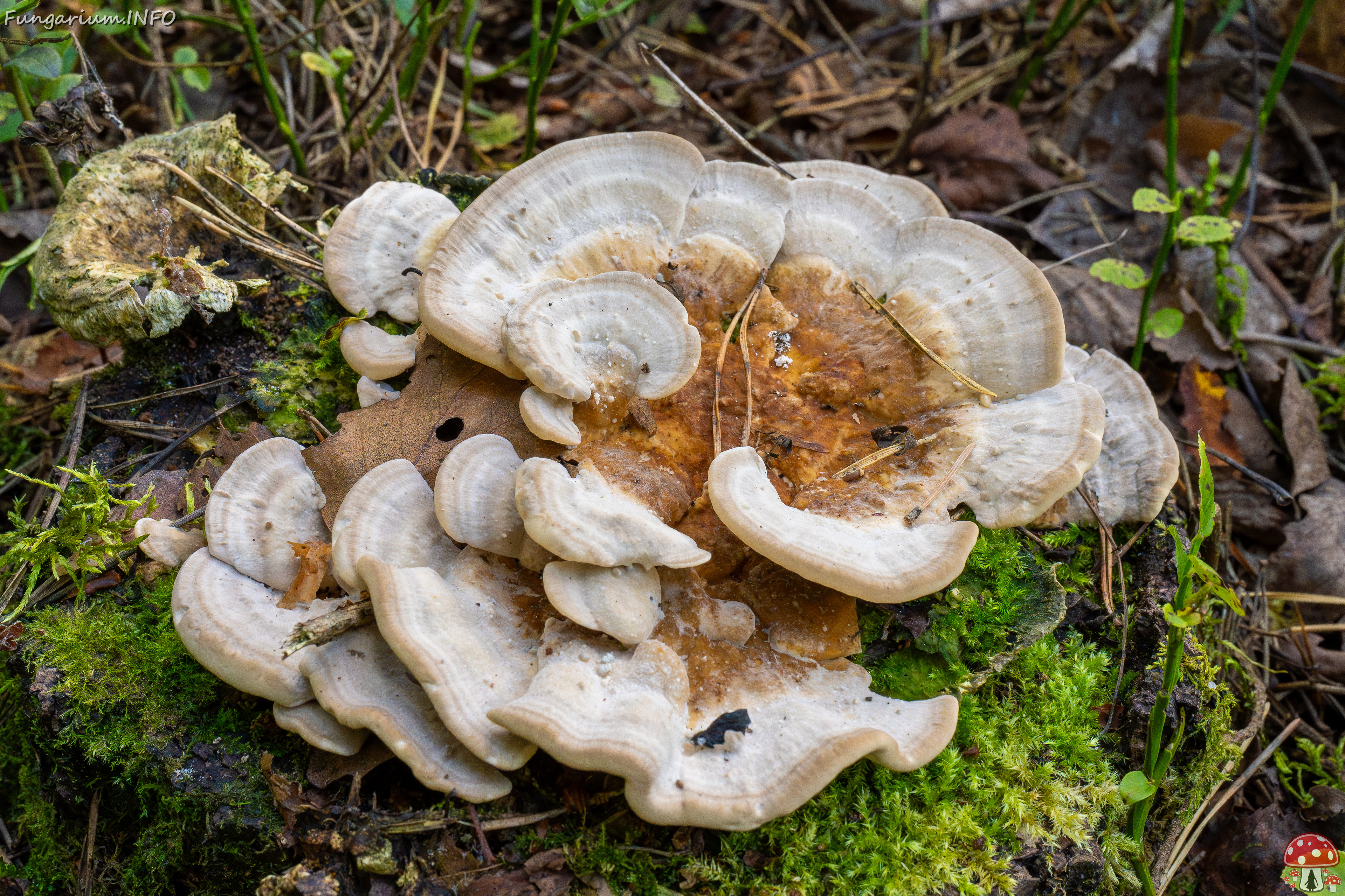 trametes-ochracea_1-9 