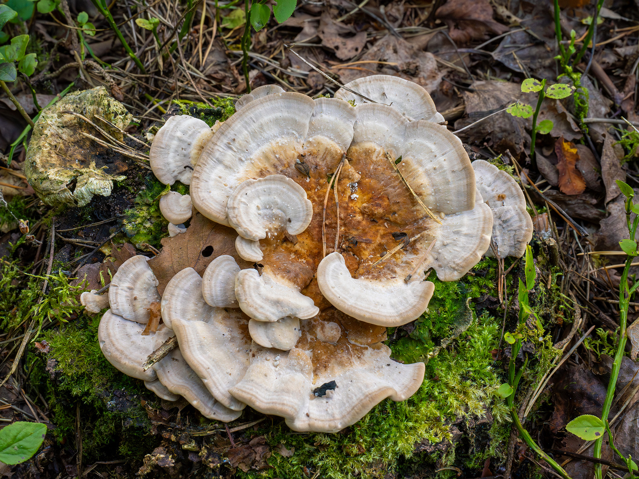 trametes-ochracea_1-1