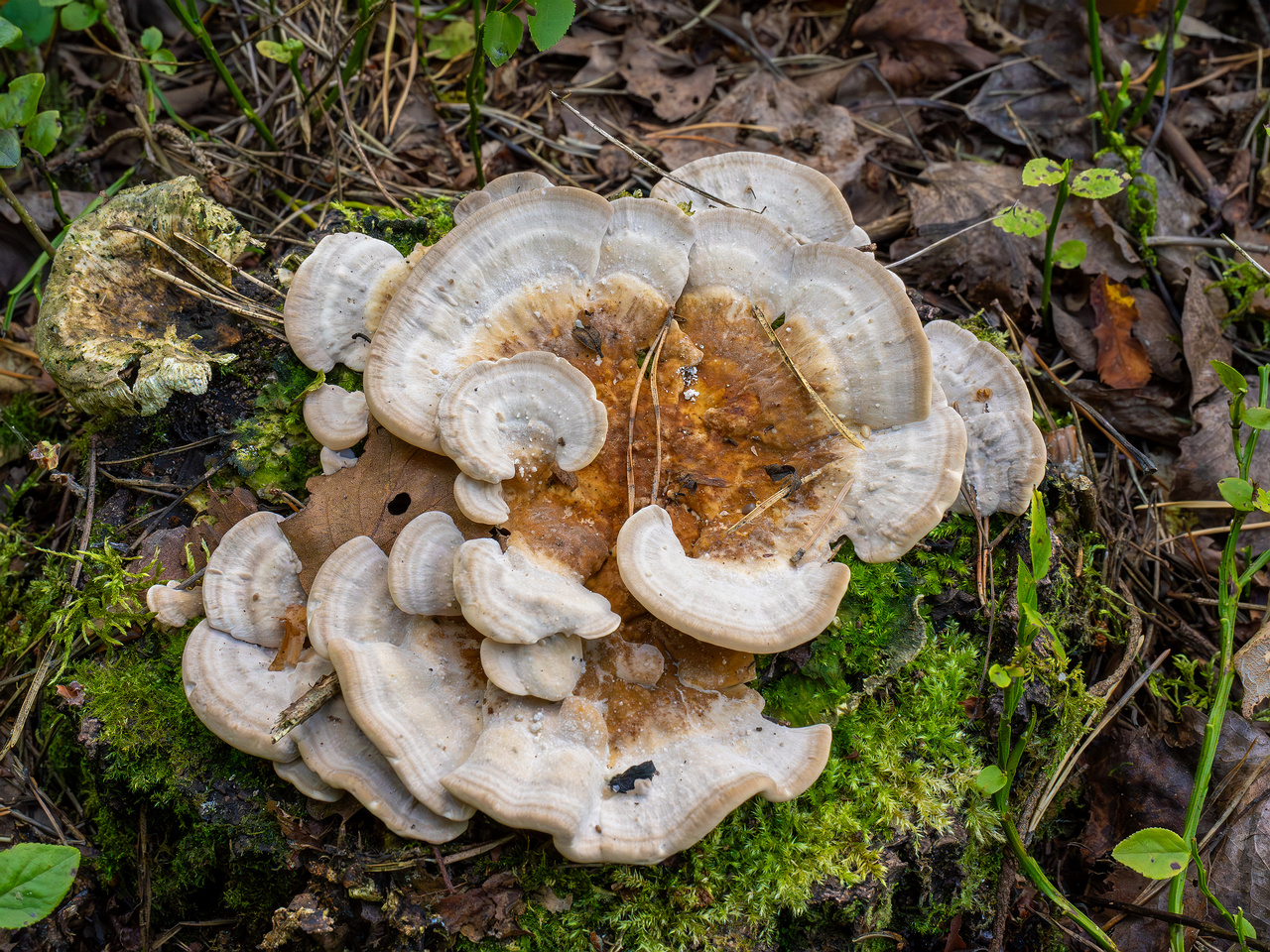 trametes-ochracea_1-2