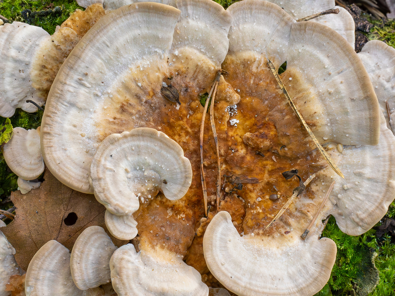 trametes-ochracea_1-4