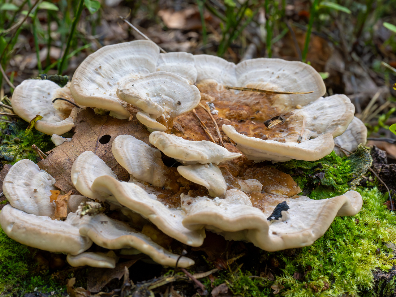 trametes-ochracea_1-5