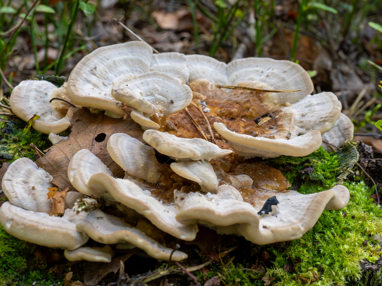 trametes-ochracea_1-6