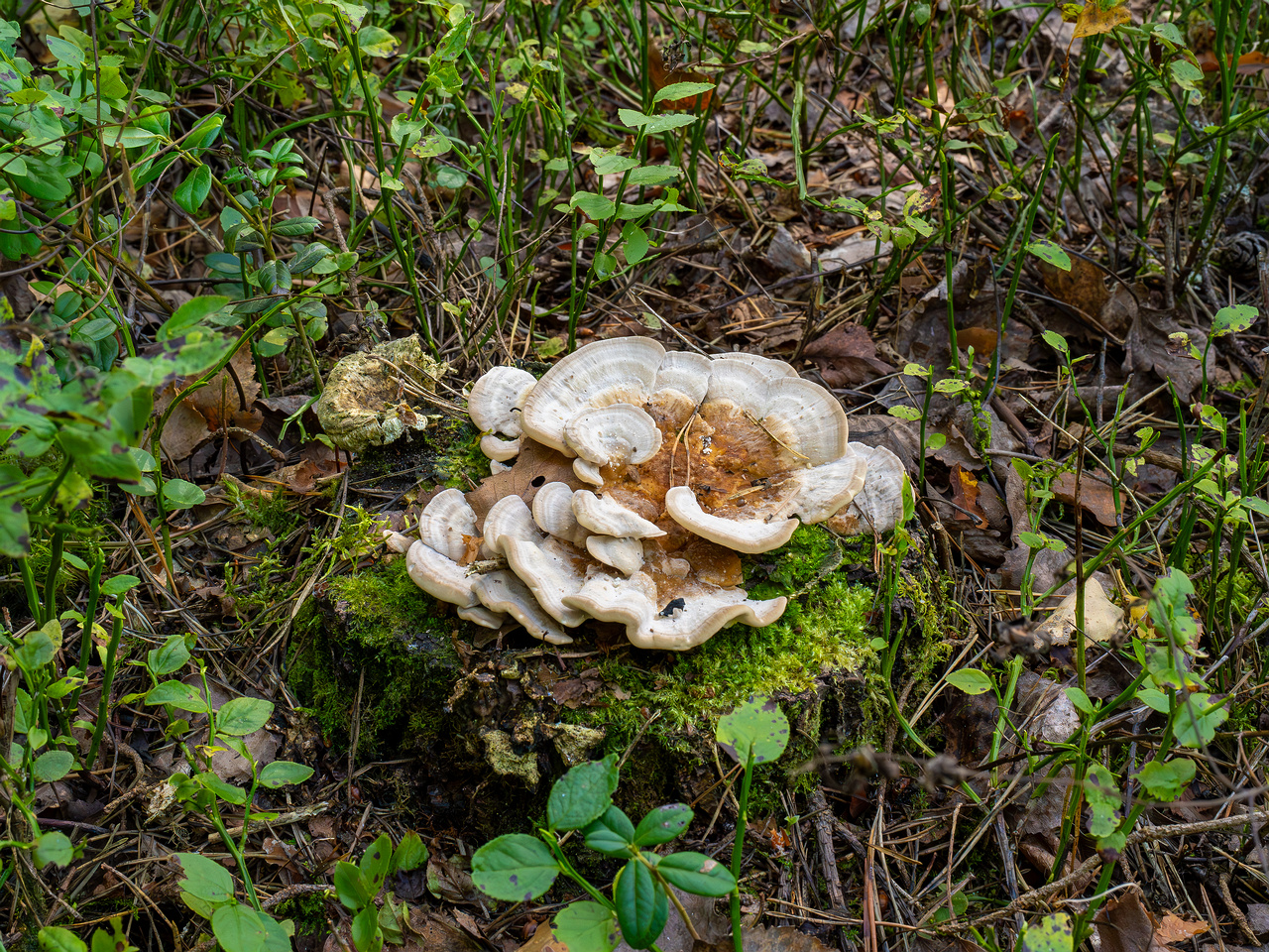 trametes-ochracea_1-7