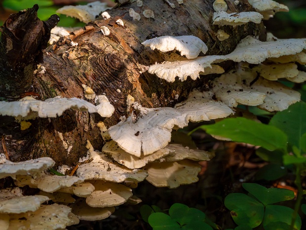 Траметес покрытый - Trametes velutina