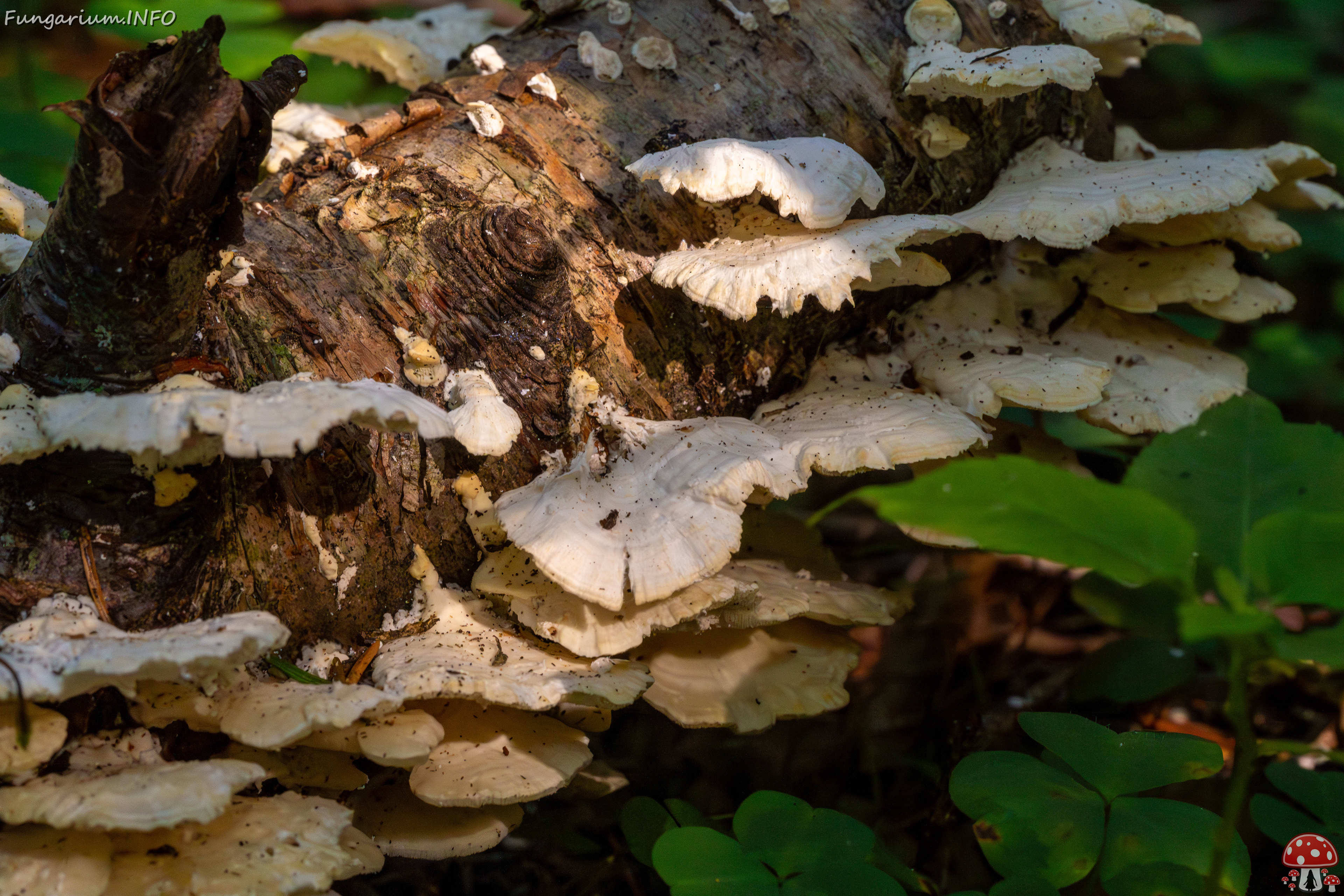 !trametes-velutina_1-4 