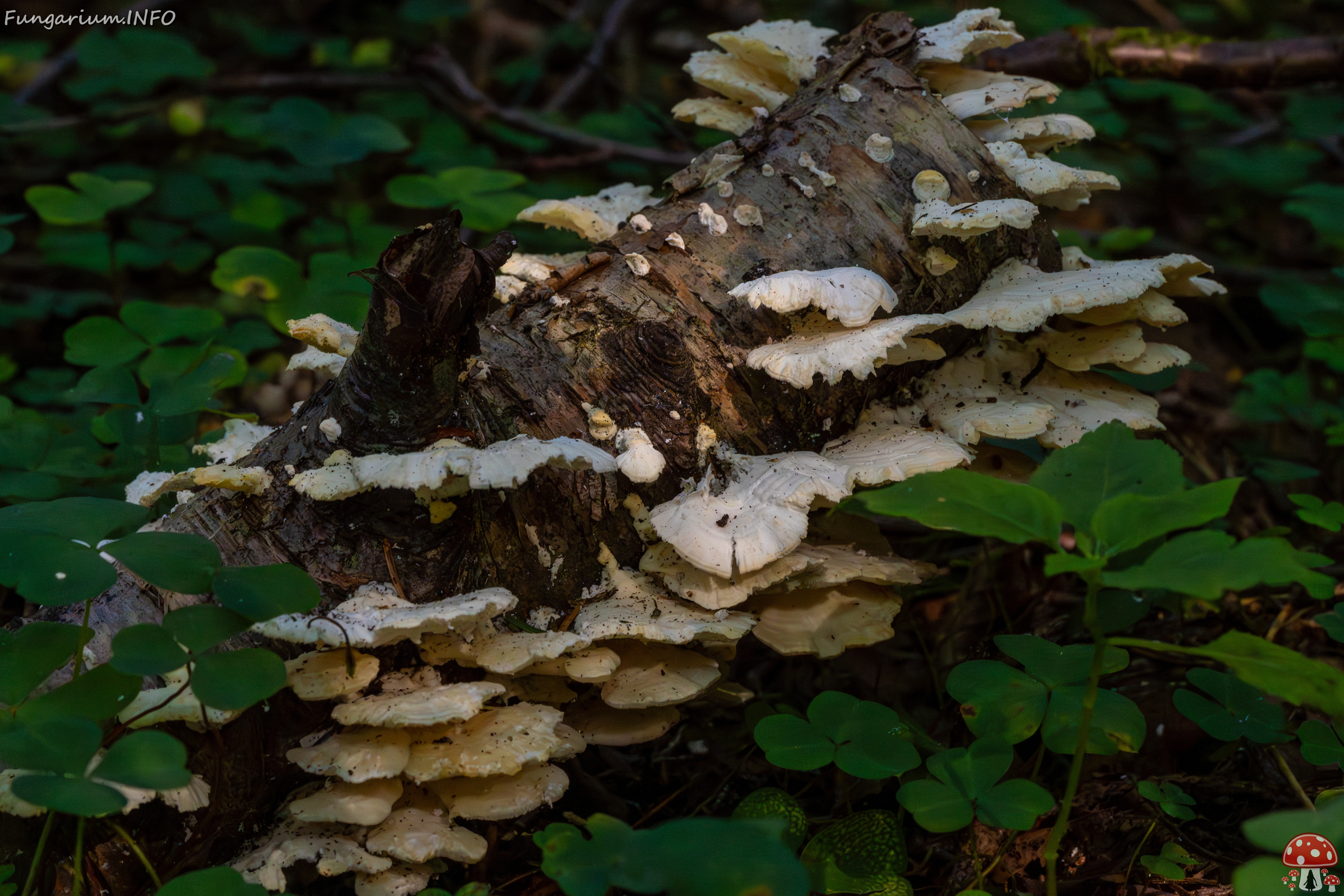 trametes-velutina_1-1 