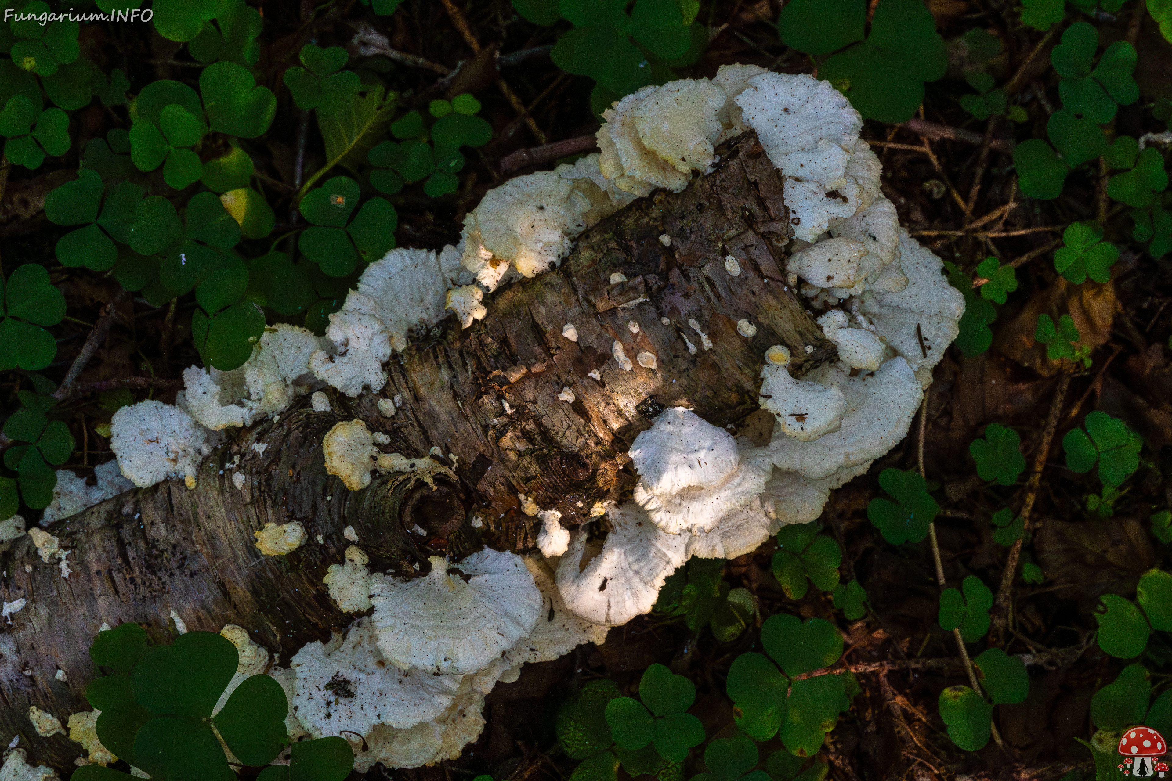 trametes-velutina_1-10 