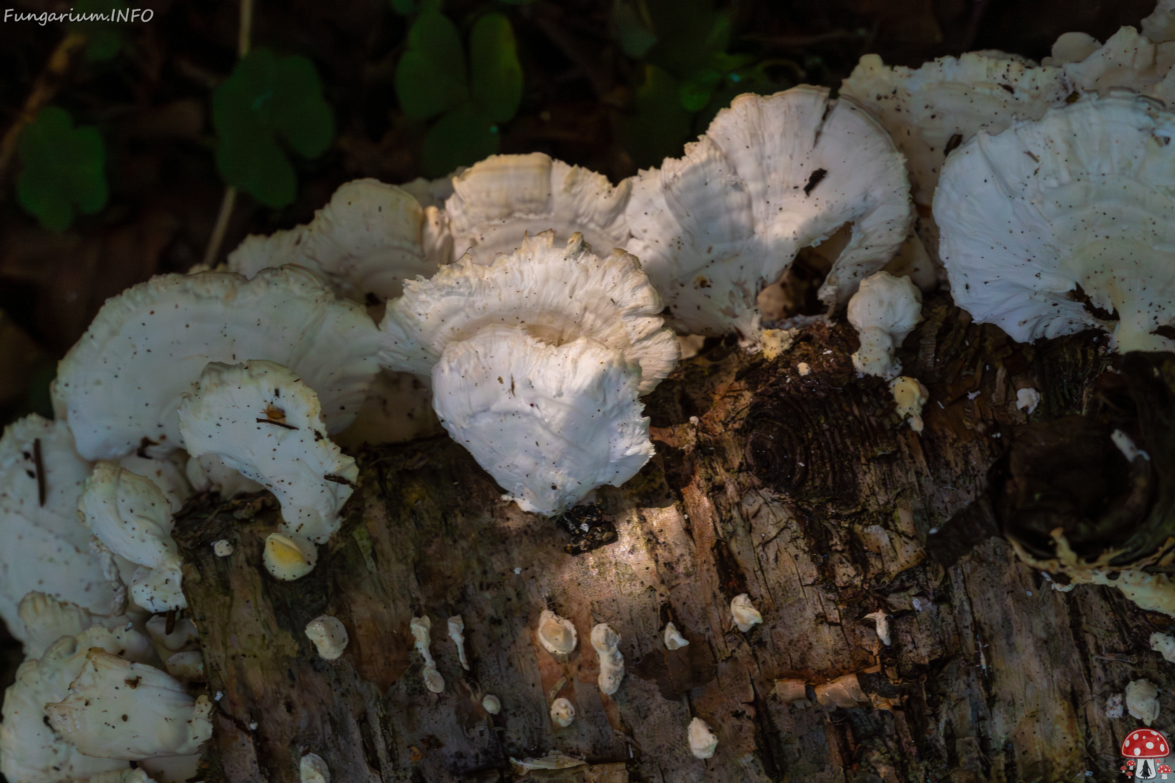 trametes-velutina_1-11 