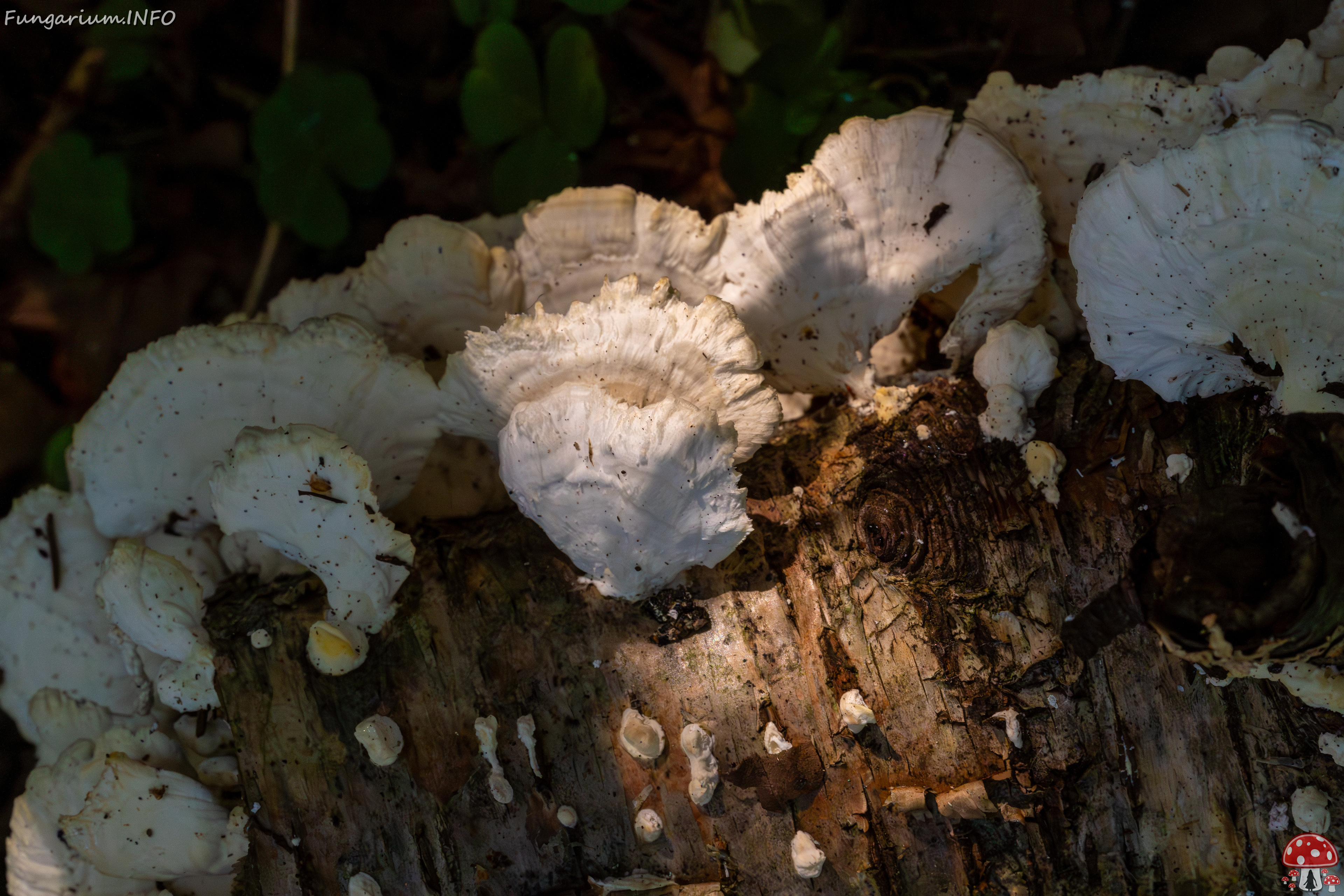 trametes-velutina_1-13 