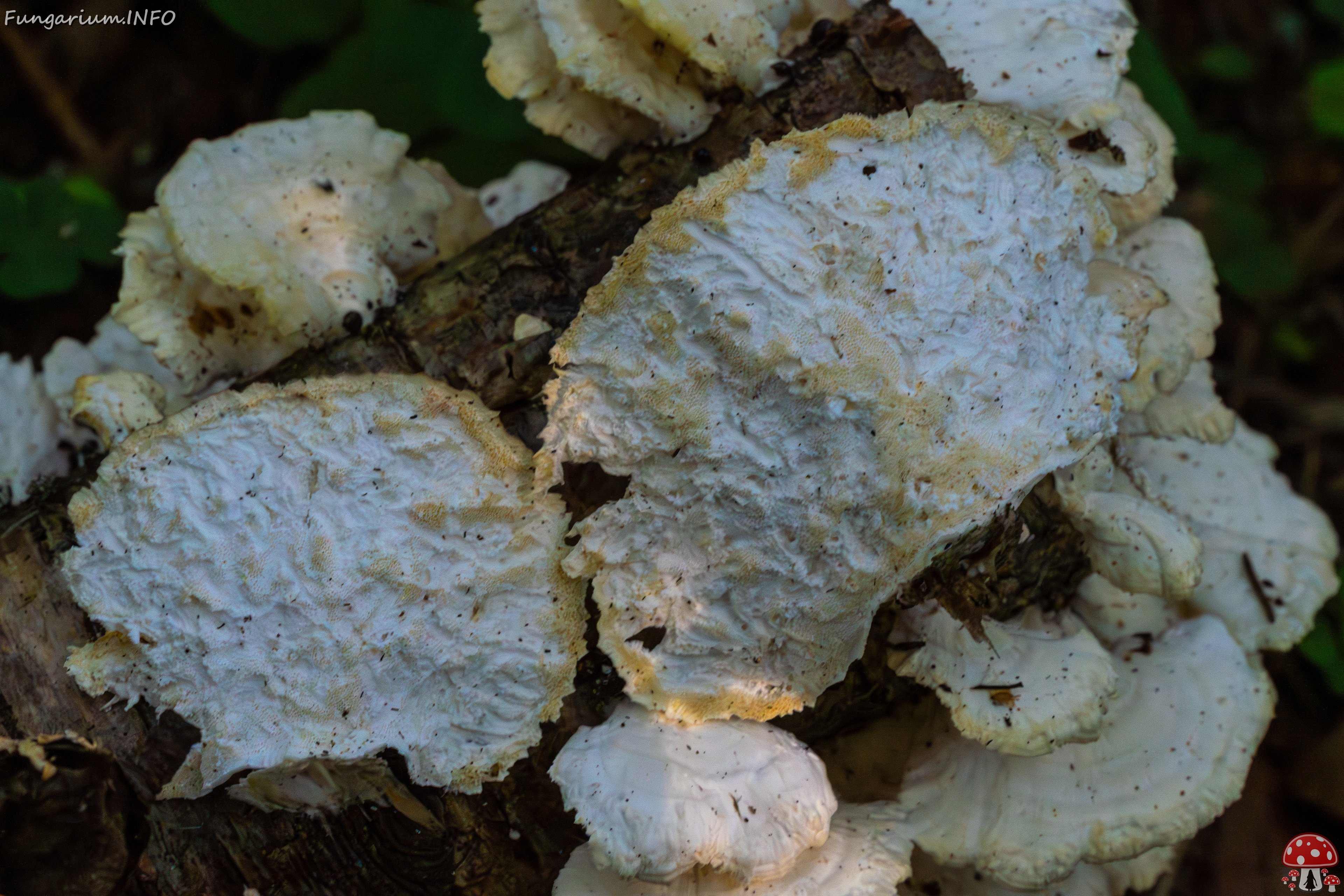 trametes-velutina_1-14 