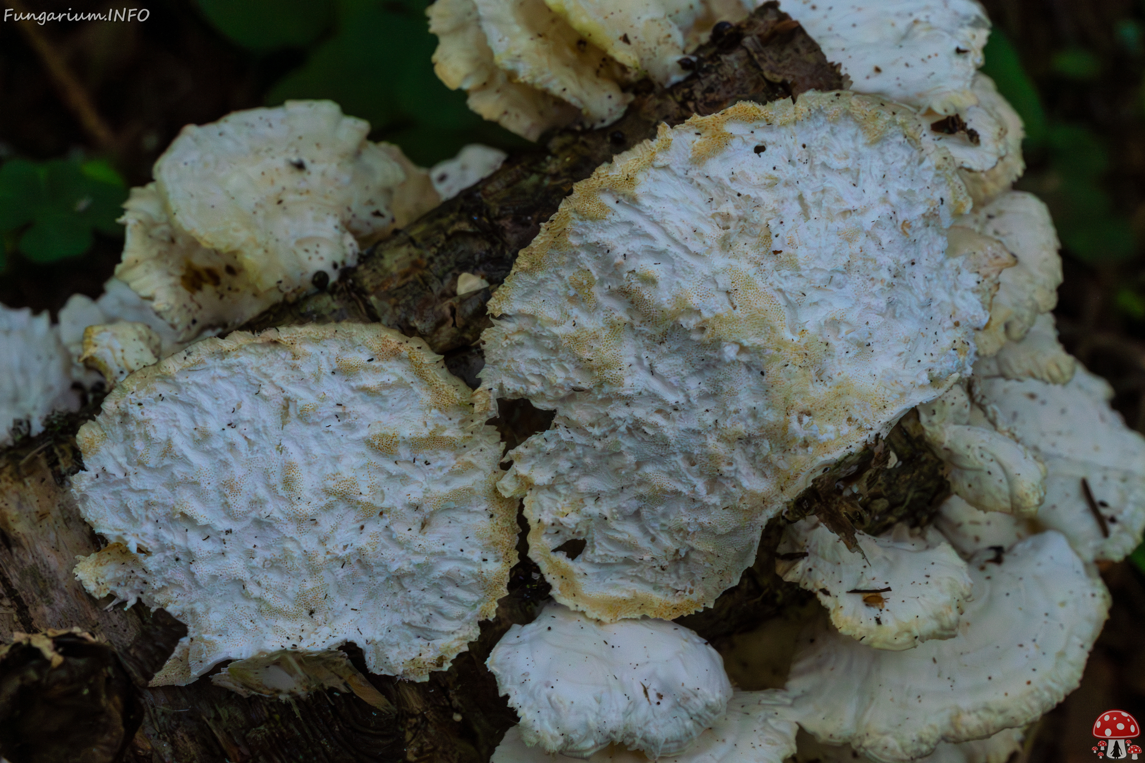 trametes-velutina_1-15 