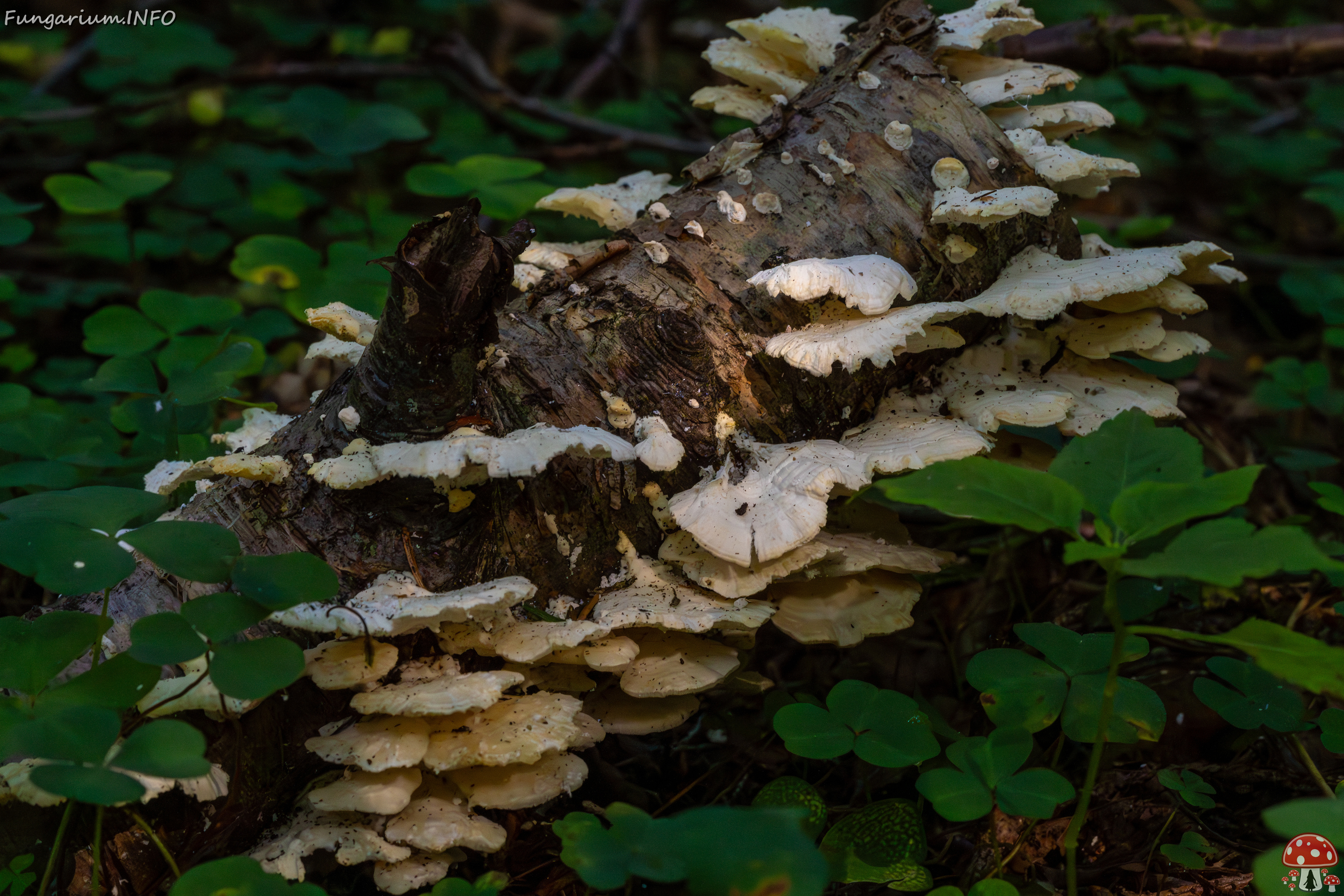 trametes-velutina_1-2 