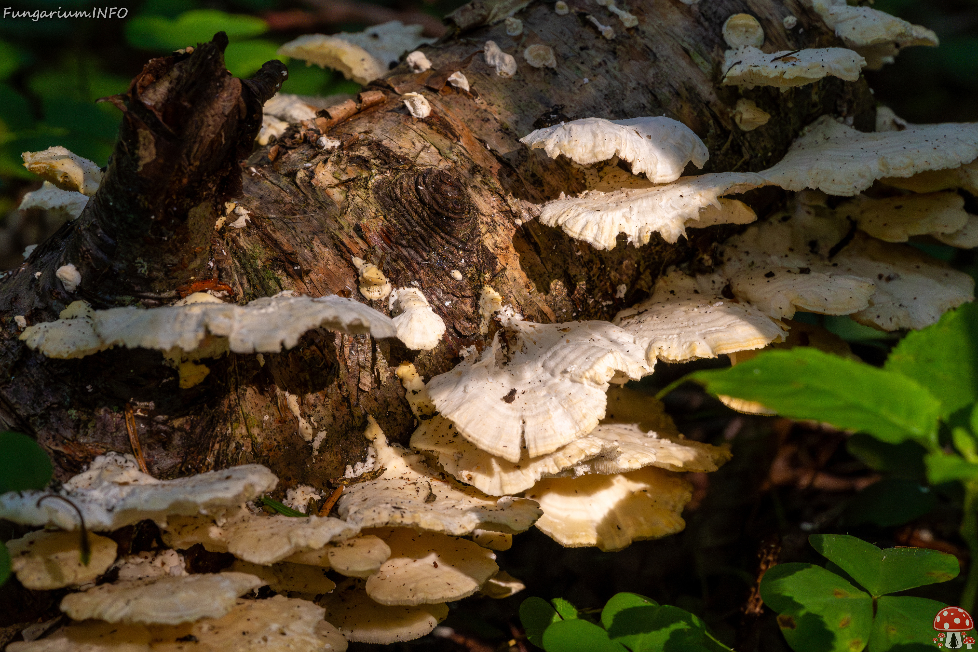 trametes-velutina_1-3 