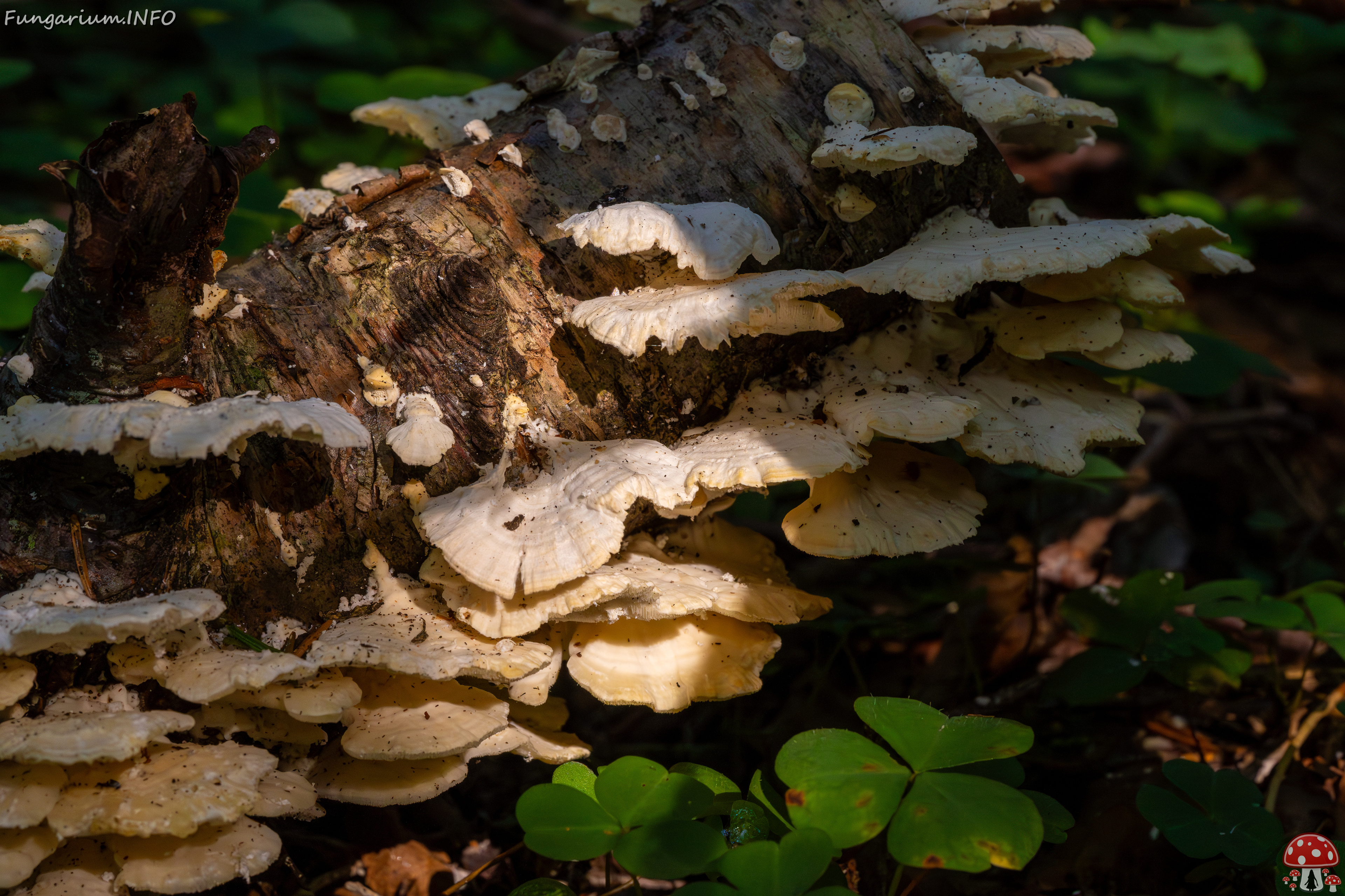 trametes-velutina_1-5 