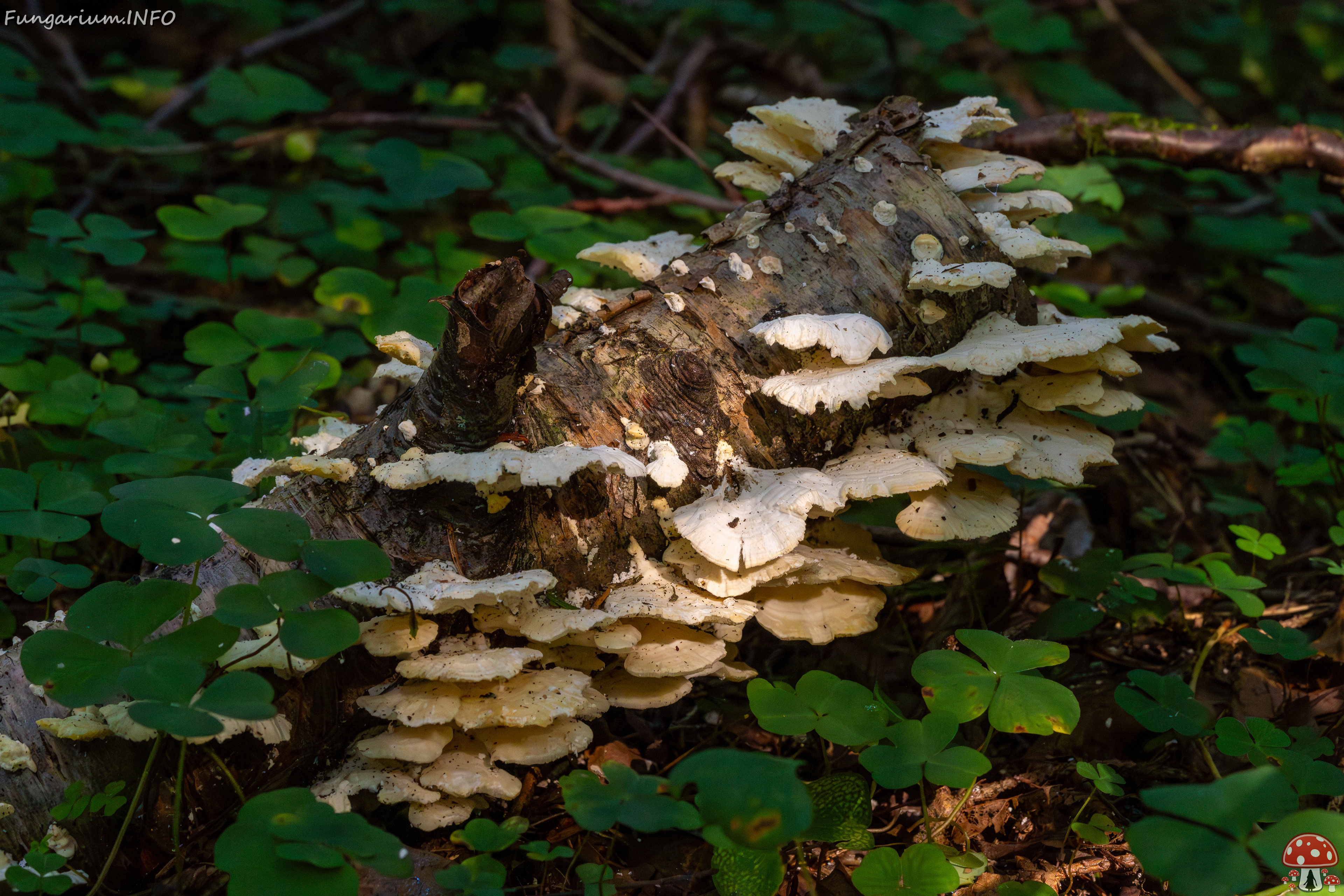 trametes-velutina_1-6 