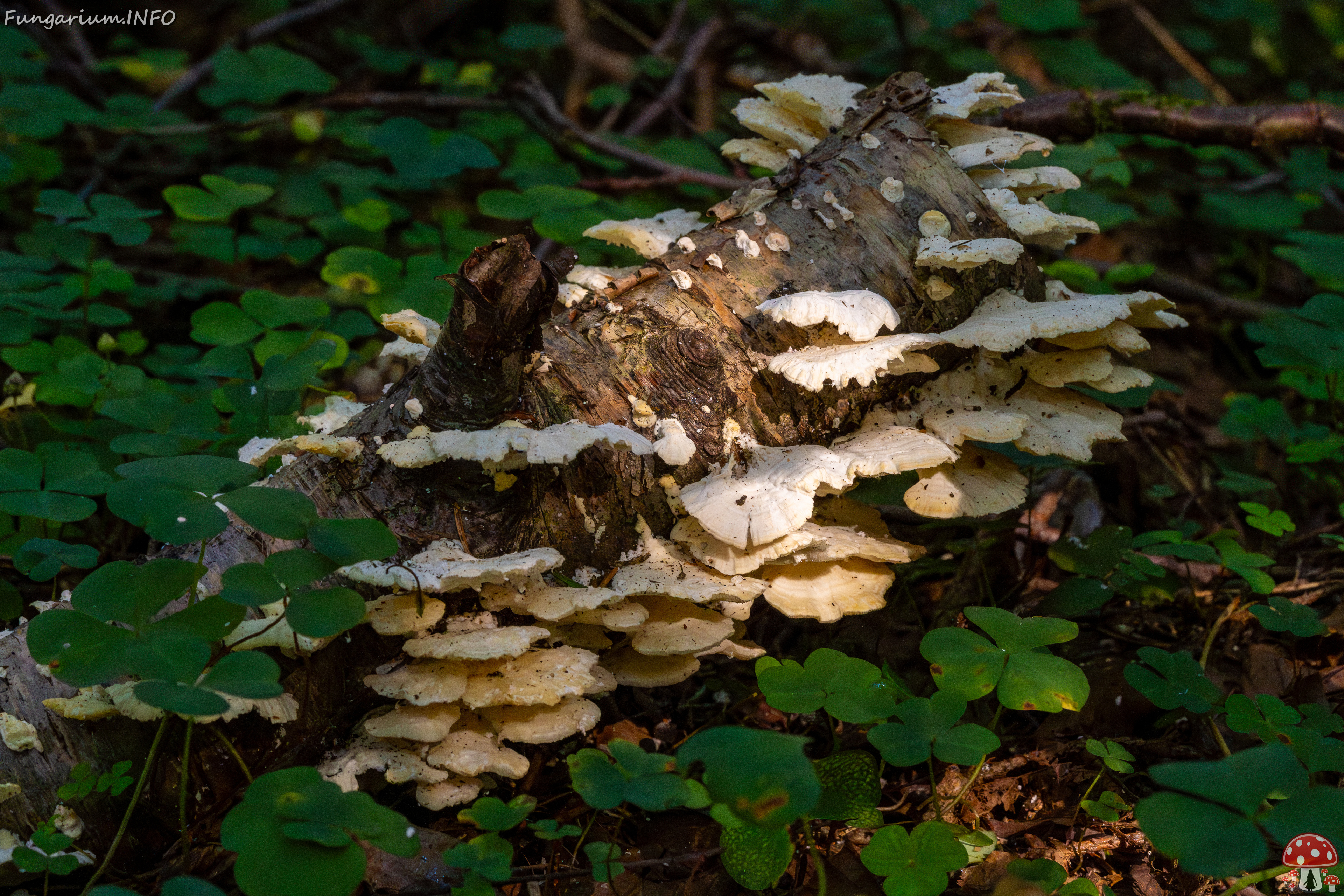 trametes-velutina_1-7 