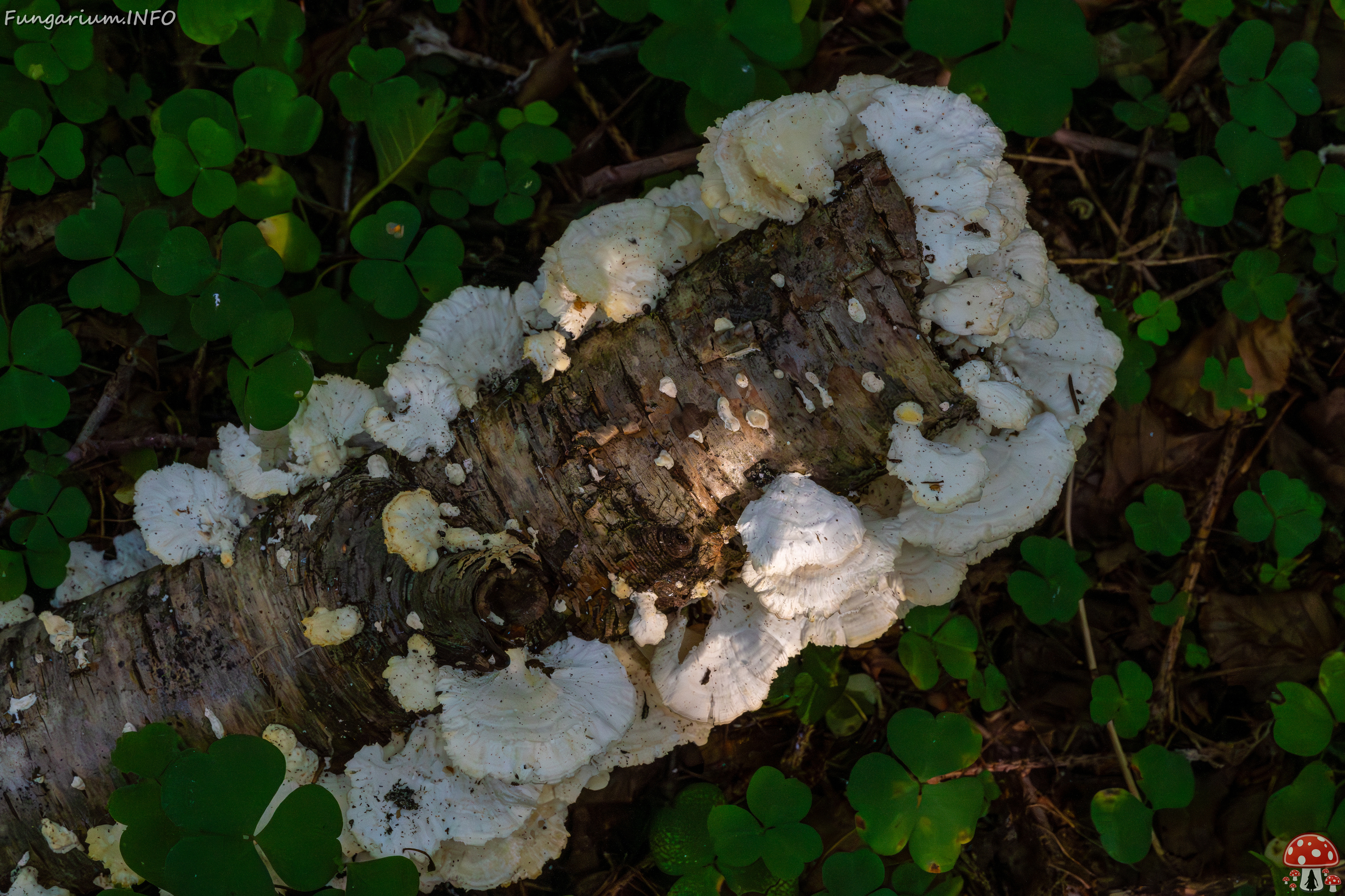 trametes-velutina_1-8 