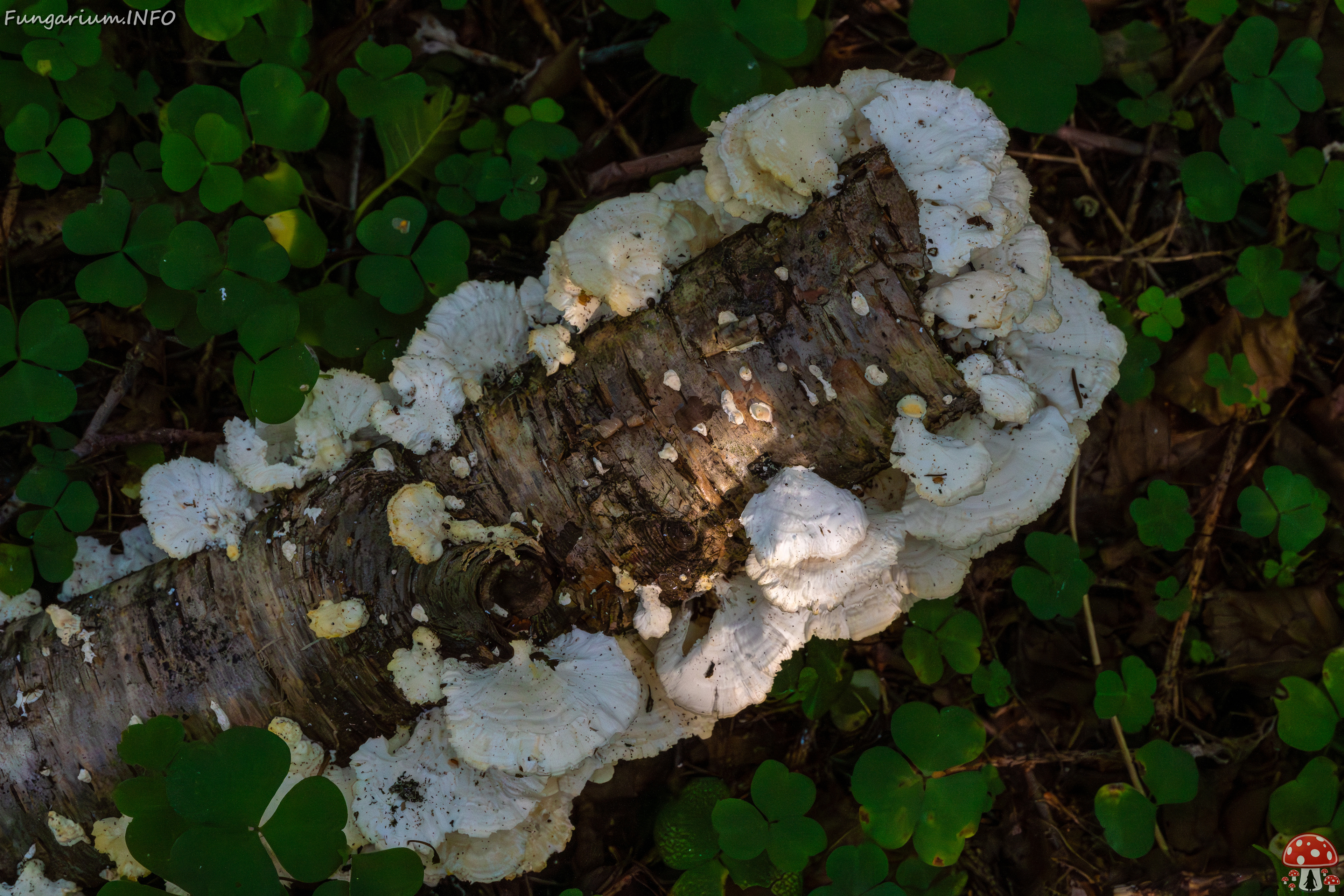 trametes-velutina_1-9 