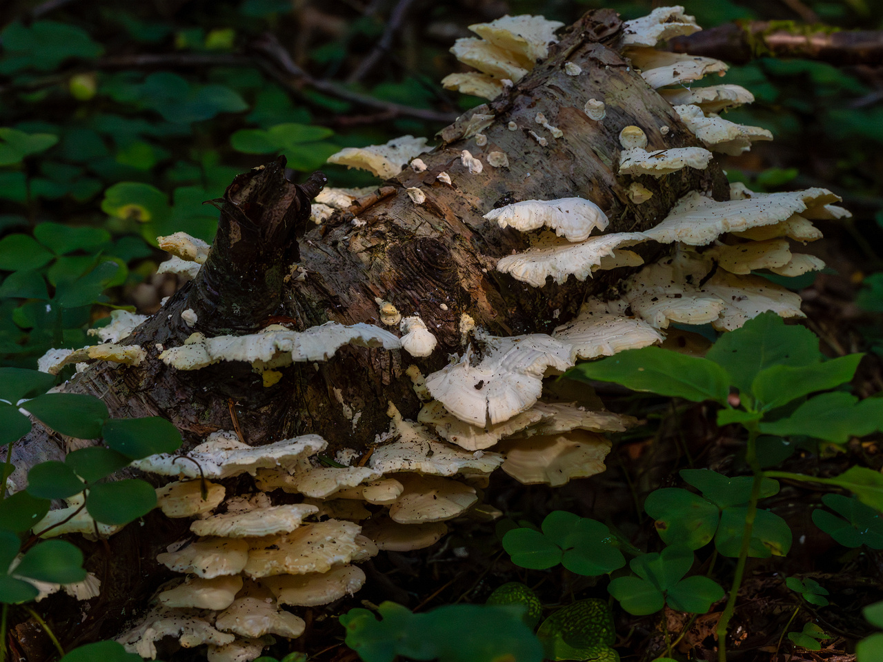 trametes-velutina_1-1