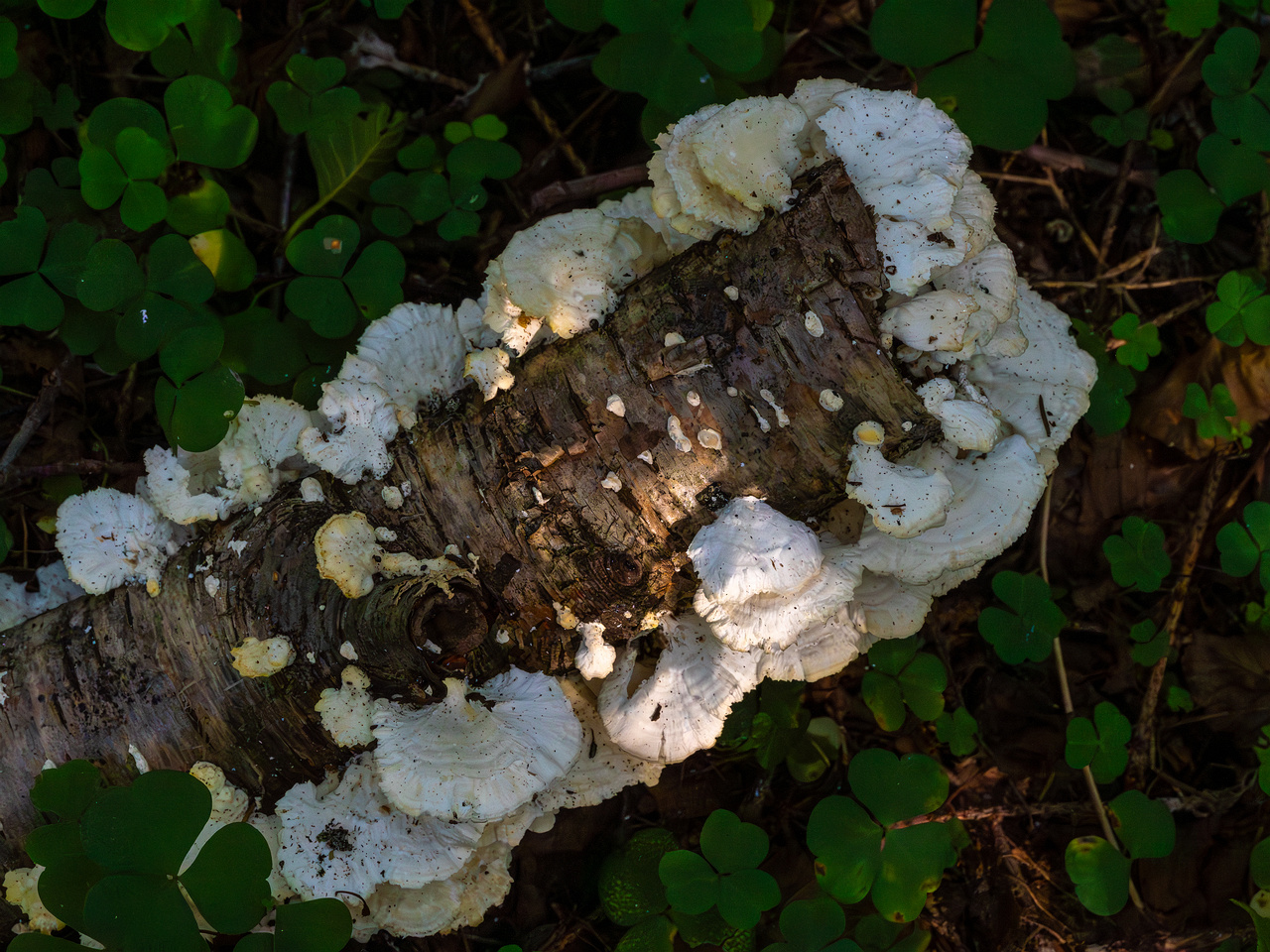 trametes-velutina_1-10