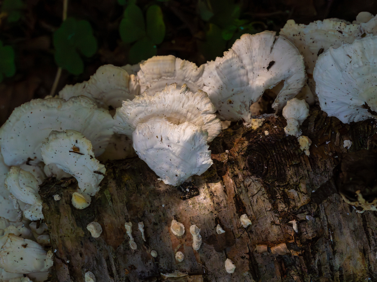 trametes-velutina_1-11