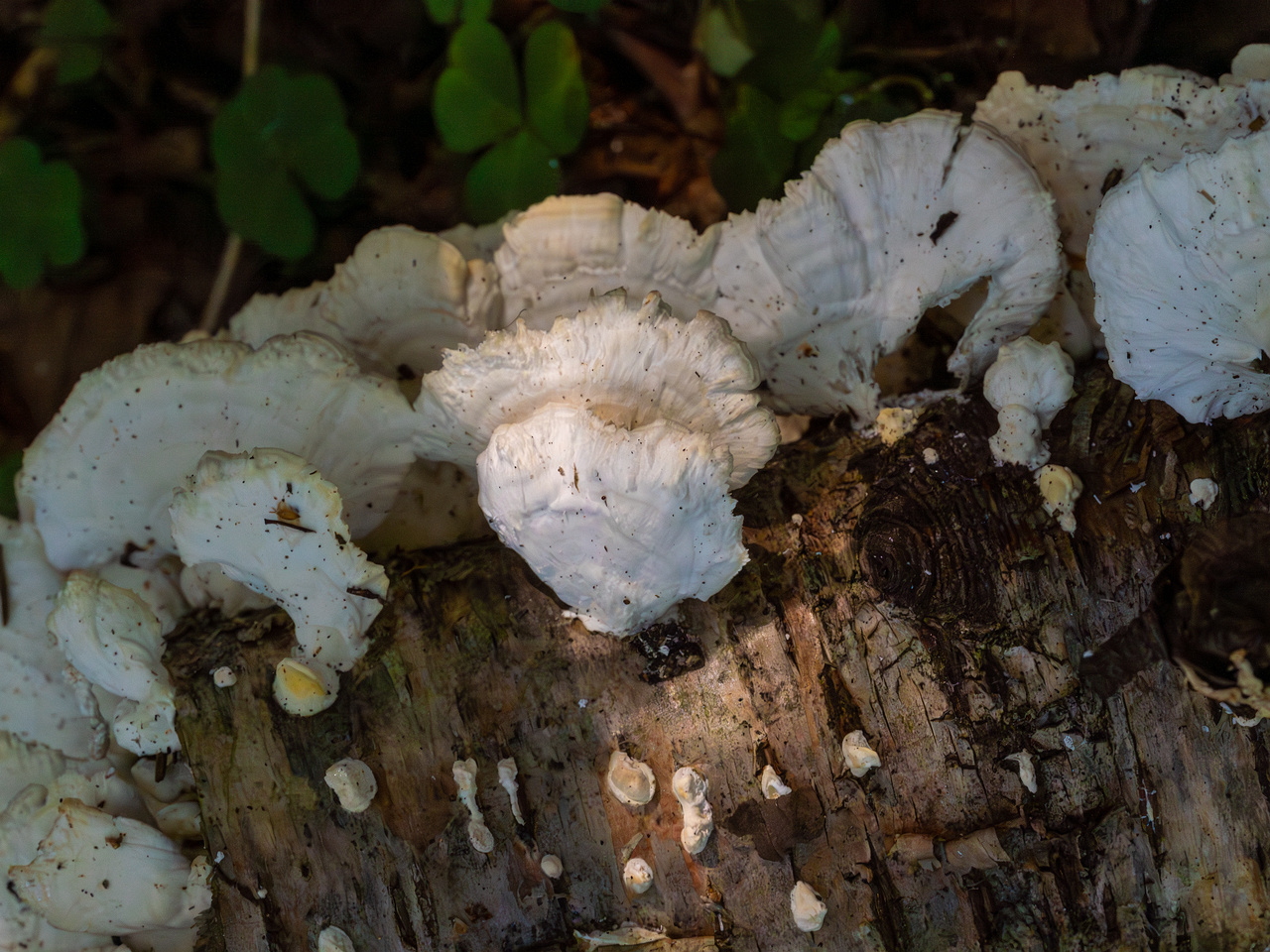 trametes-velutina_1-12