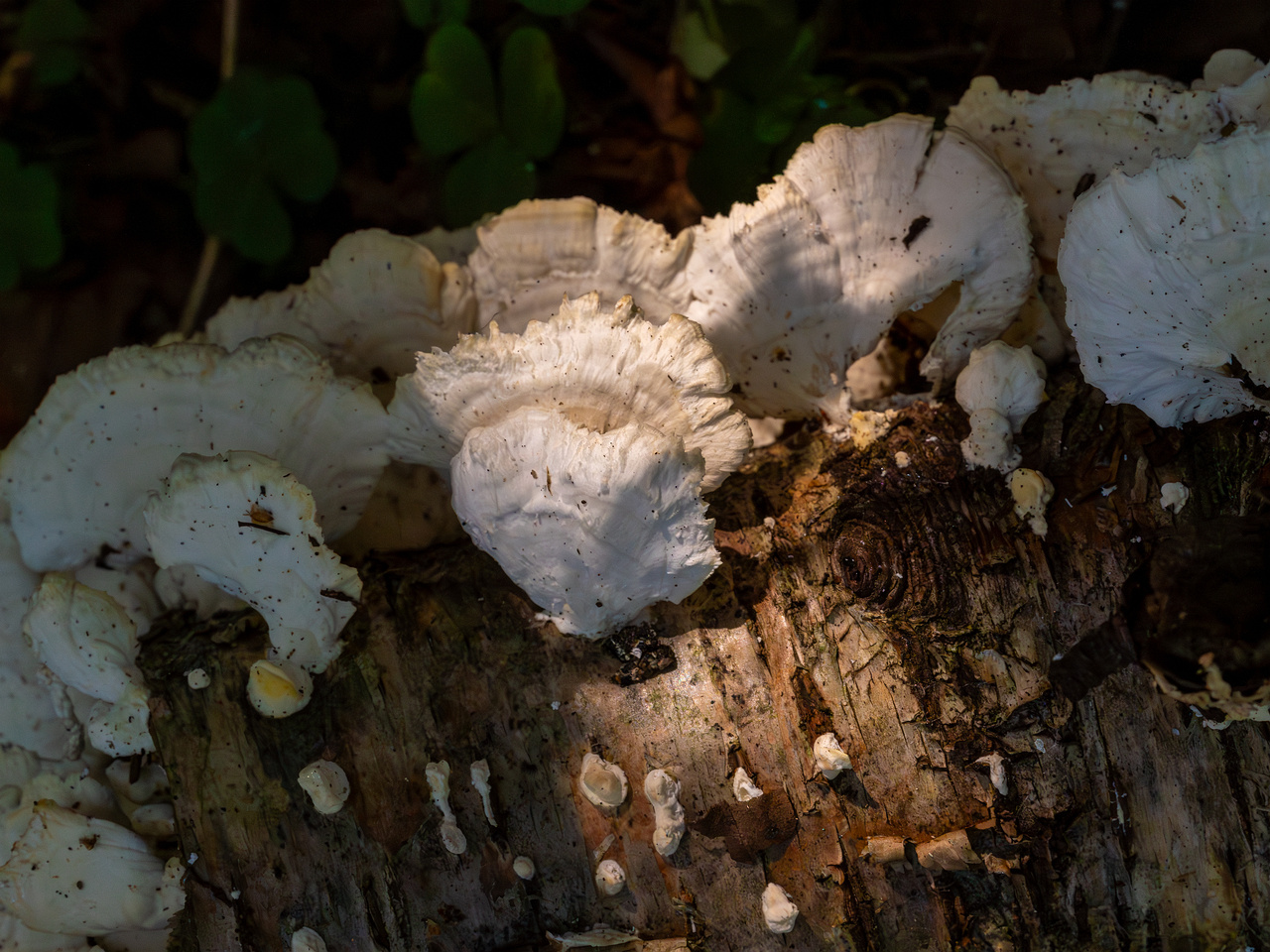 trametes-velutina_1-13