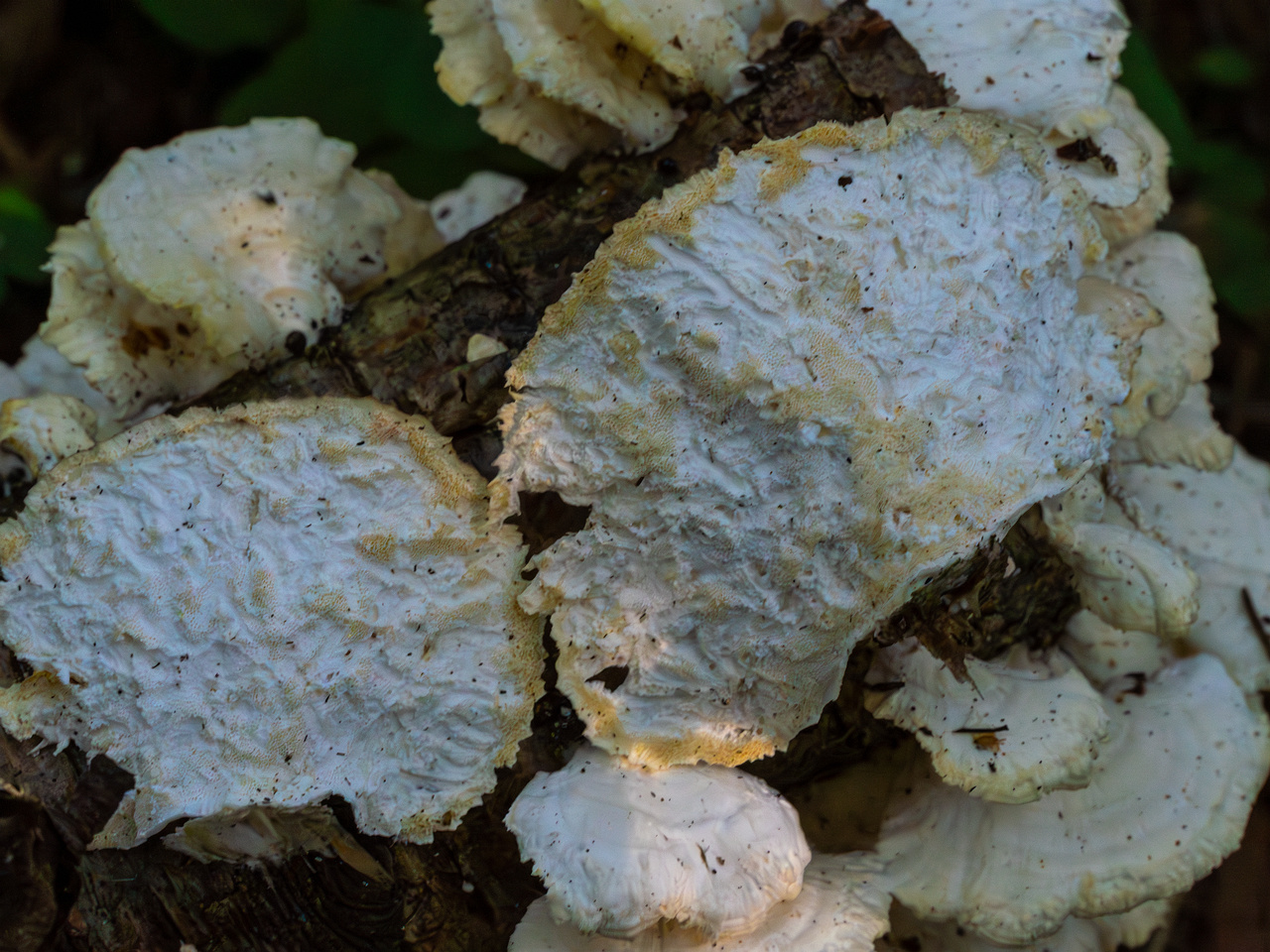 trametes-velutina_1-14